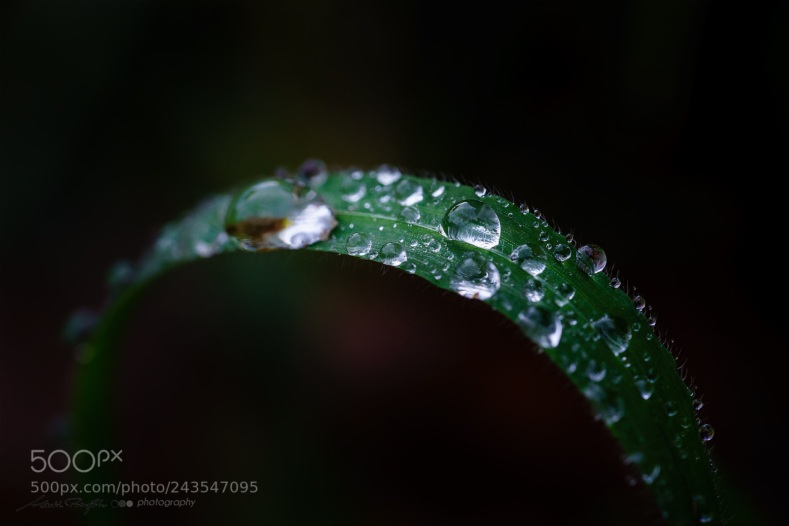 Sony a7 II sample photo. Grashalm photography