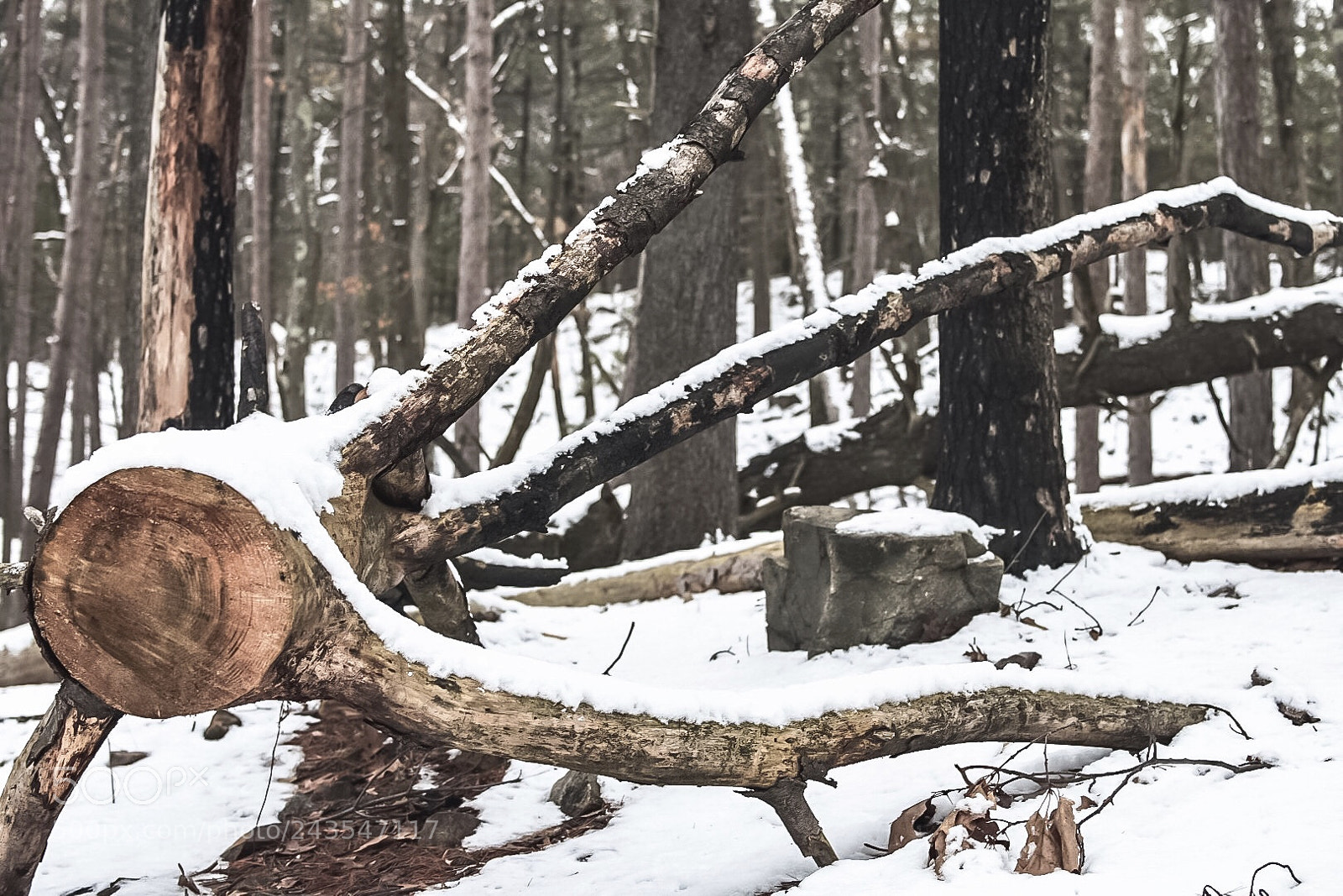 Nikon D7200 sample photo. In the woods photography