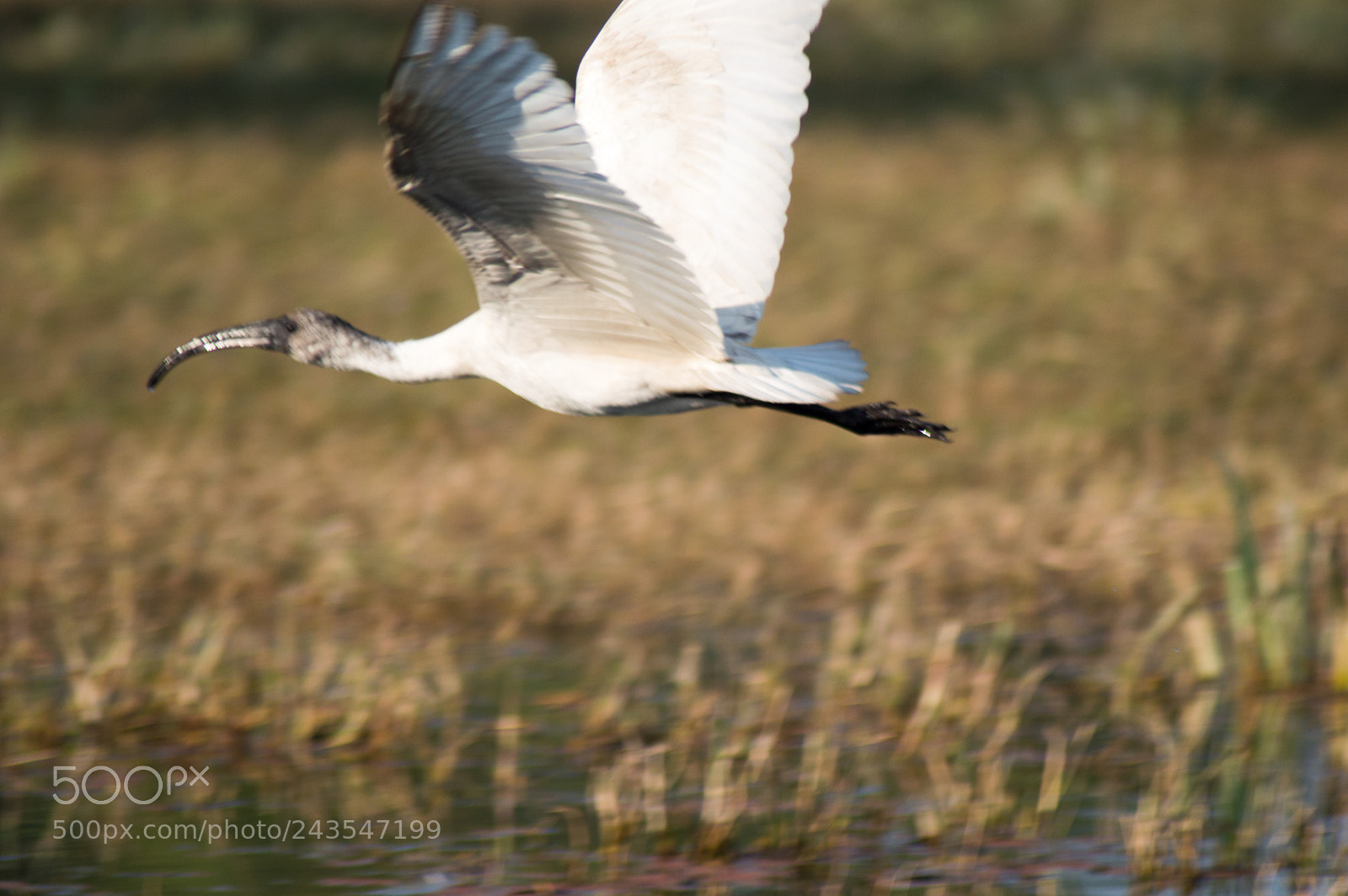 Nikon D3200 sample photo. Ibis photography