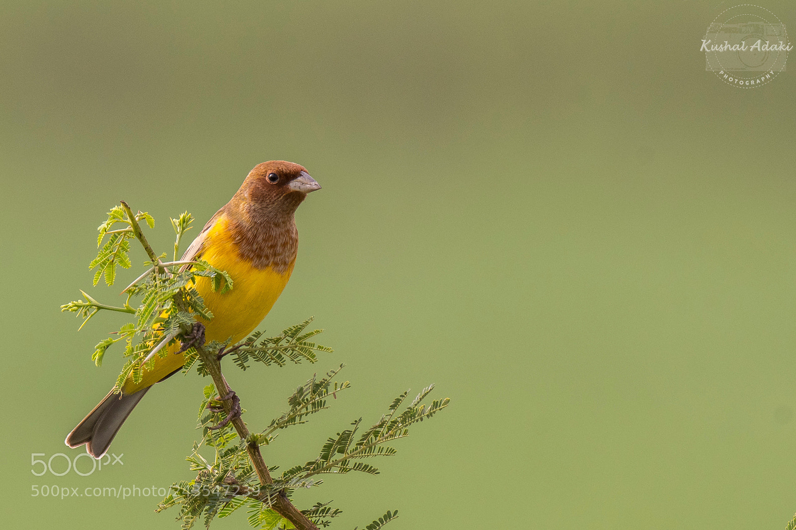 Nikon D500 sample photo. Red-headed bunting (male) photography