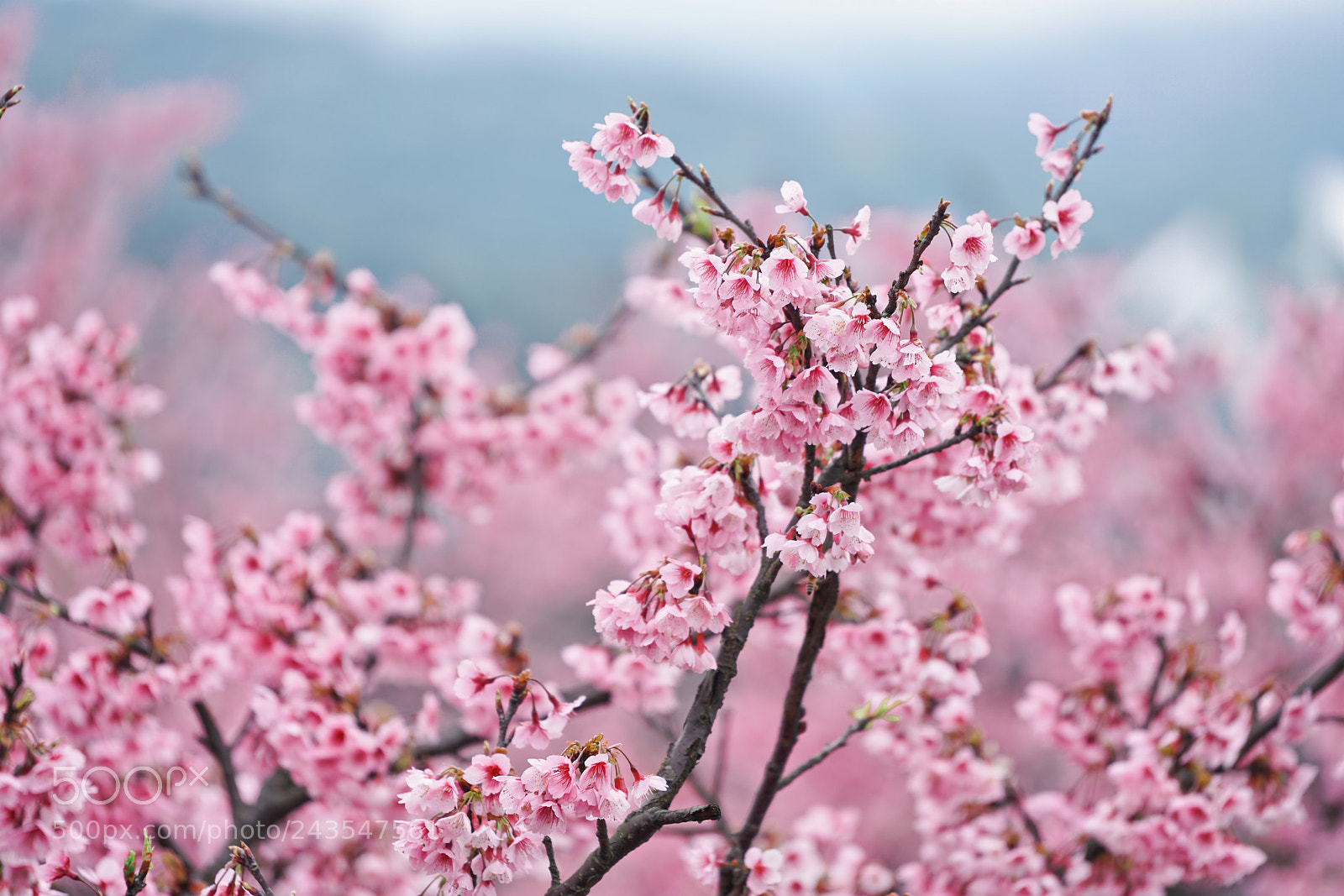 Sony a7R II sample photo. Cherry blossom photography