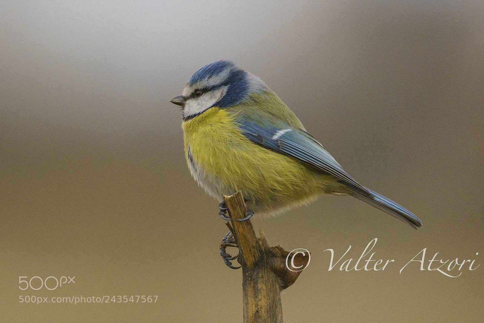 Sony a7R III sample photo. Titmouse photography