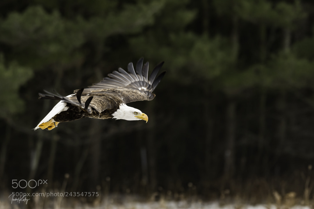 Nikon D4S sample photo. Soaring like an eagle photography