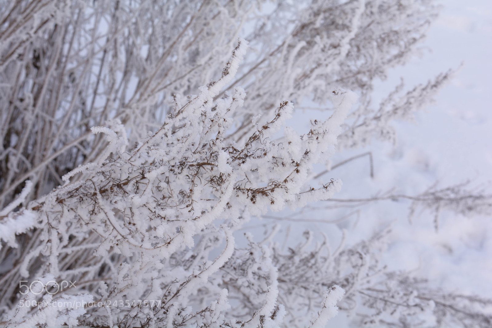 Nikon D7100 sample photo. Frost photography