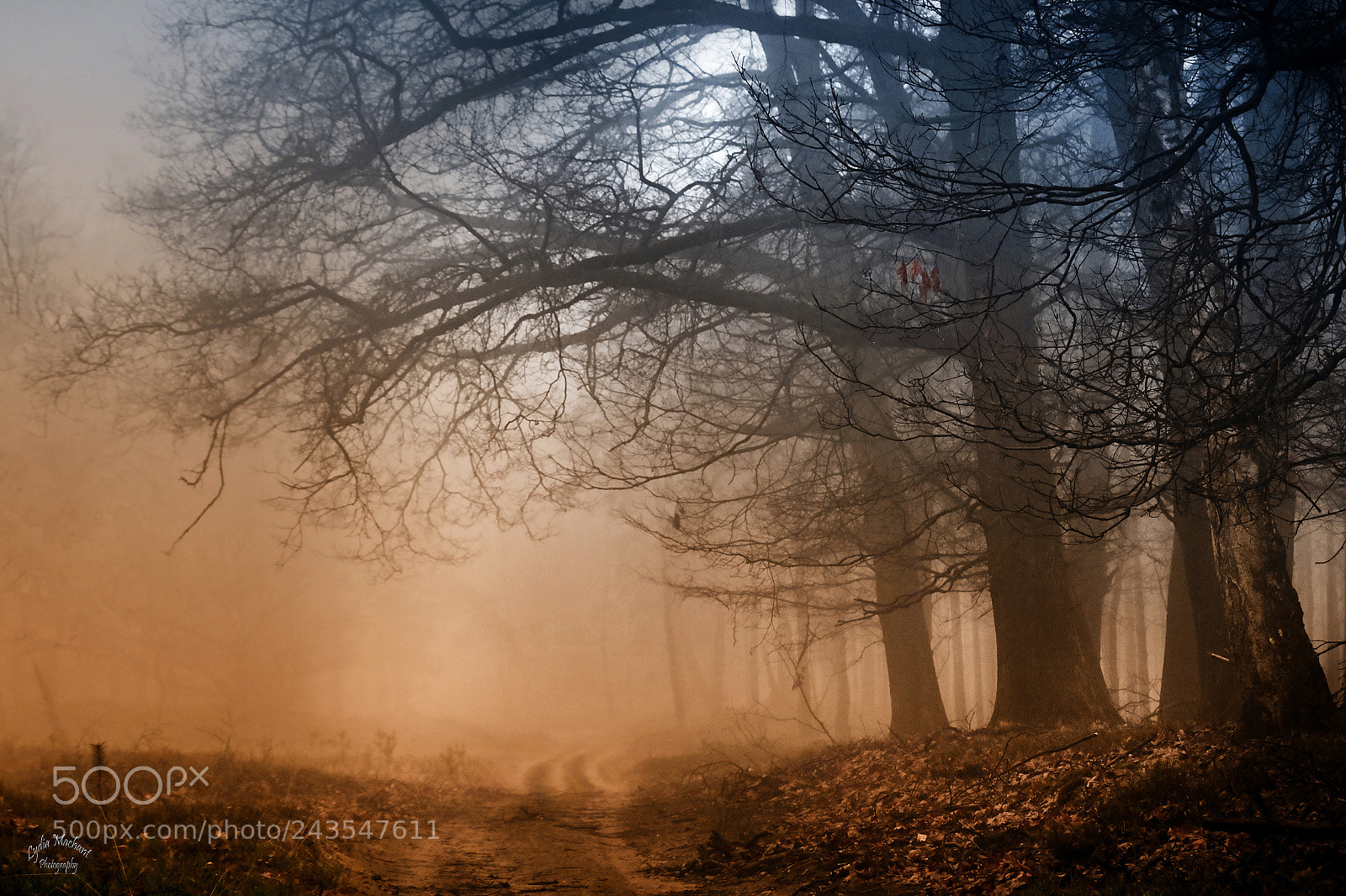 Canon EOS 7D Mark II sample photo. Path through a foggy photography