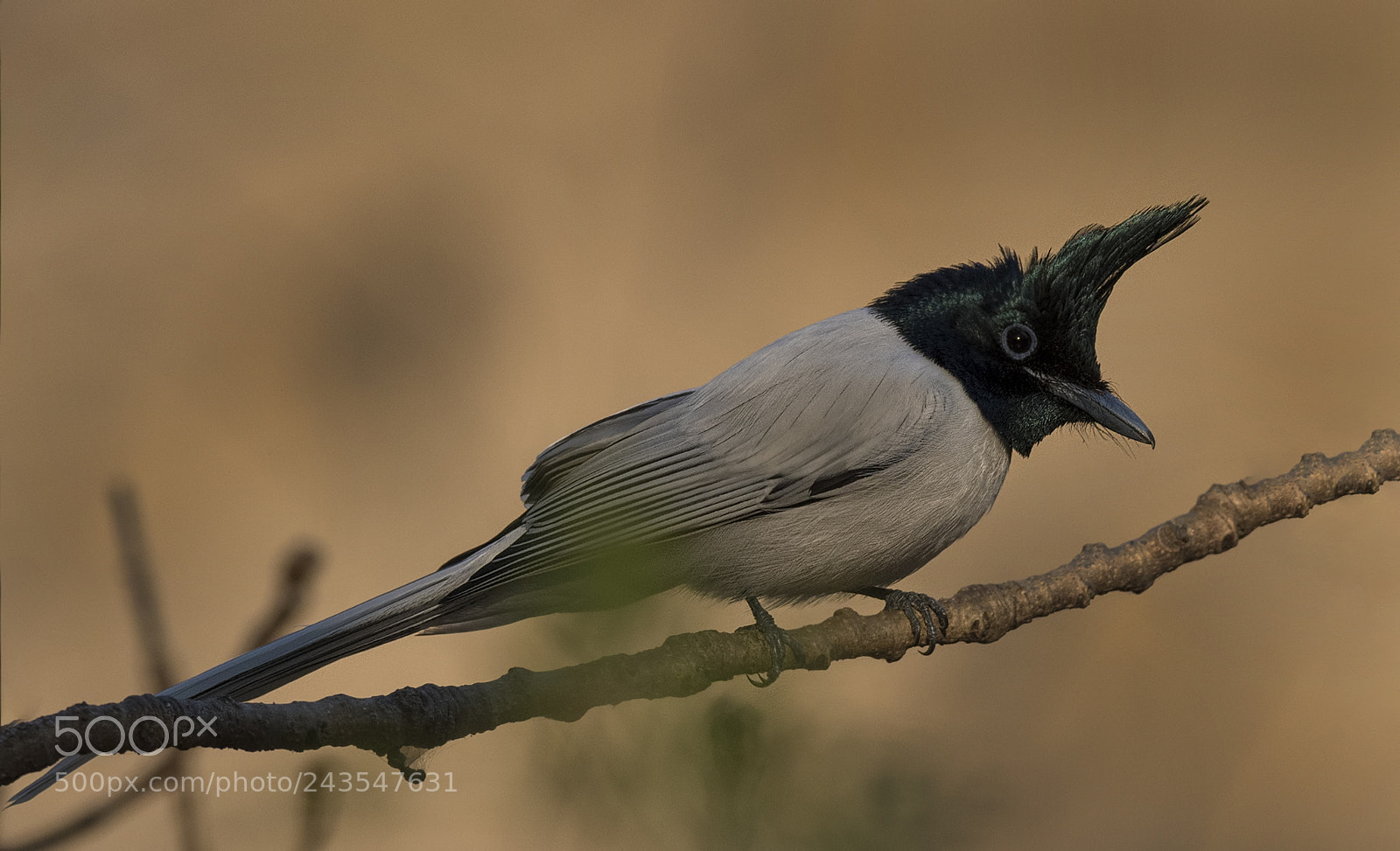 Nikon D500 sample photo. Asian paradise flycatcher male photography