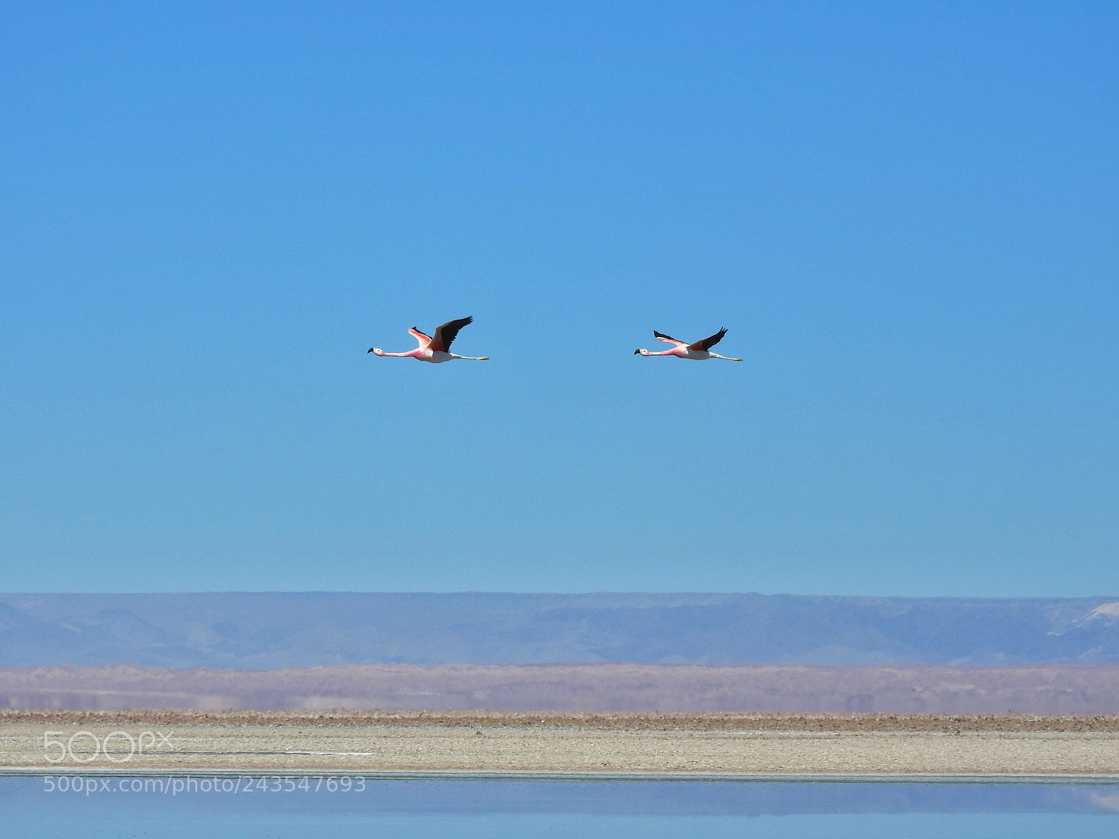 Nikon Coolpix P610 sample photo. Flamingos photography