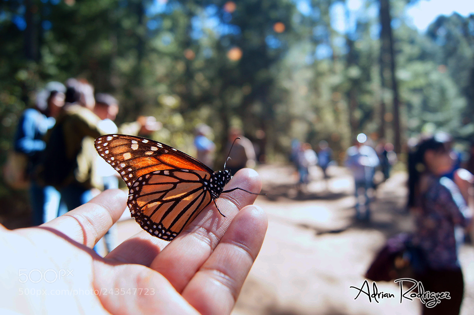 Sony SLT-A37 sample photo. Fly photography
