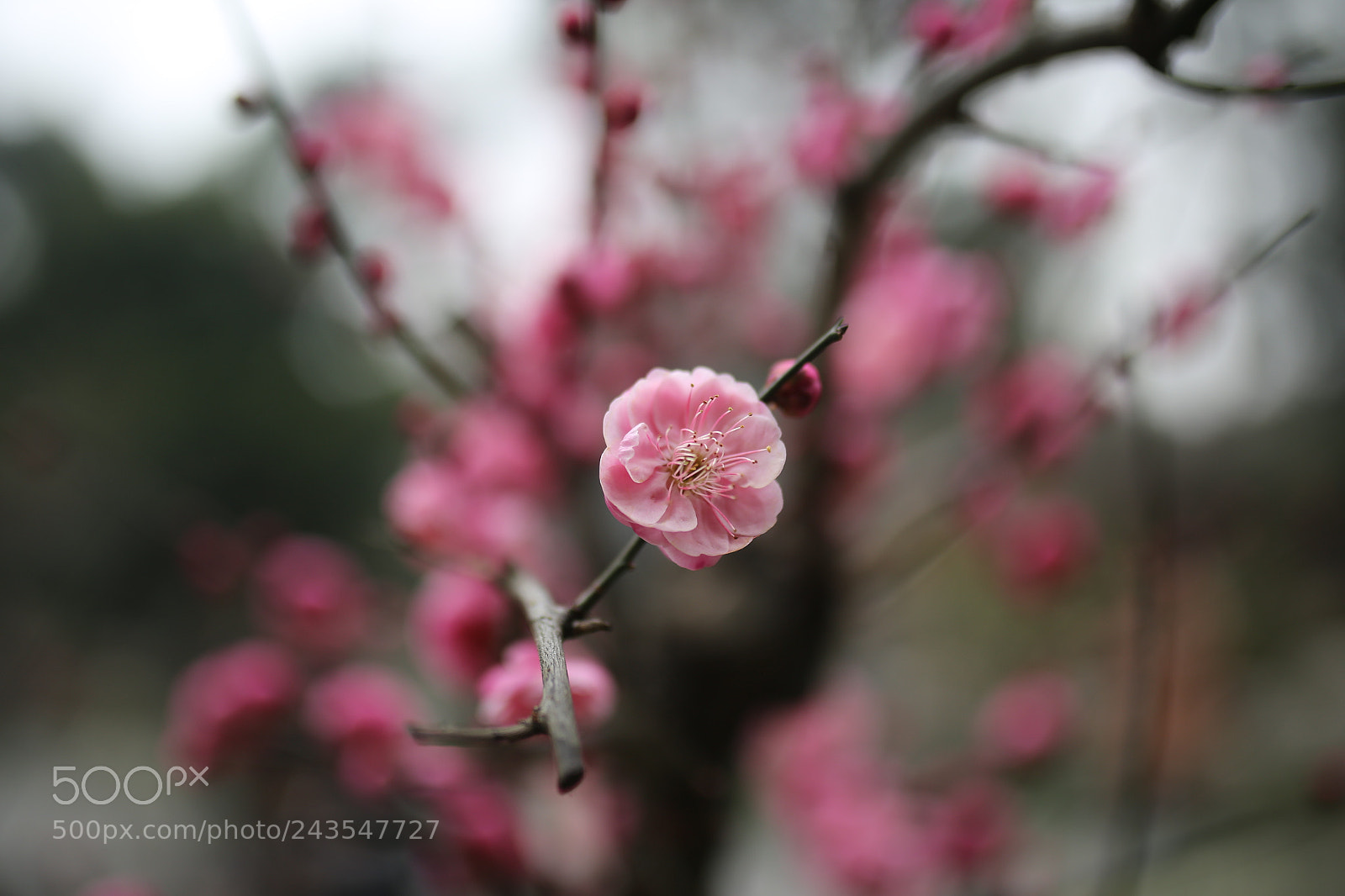 Sigma 35mm F1.4 DG HSM Art sample photo. Winter photography