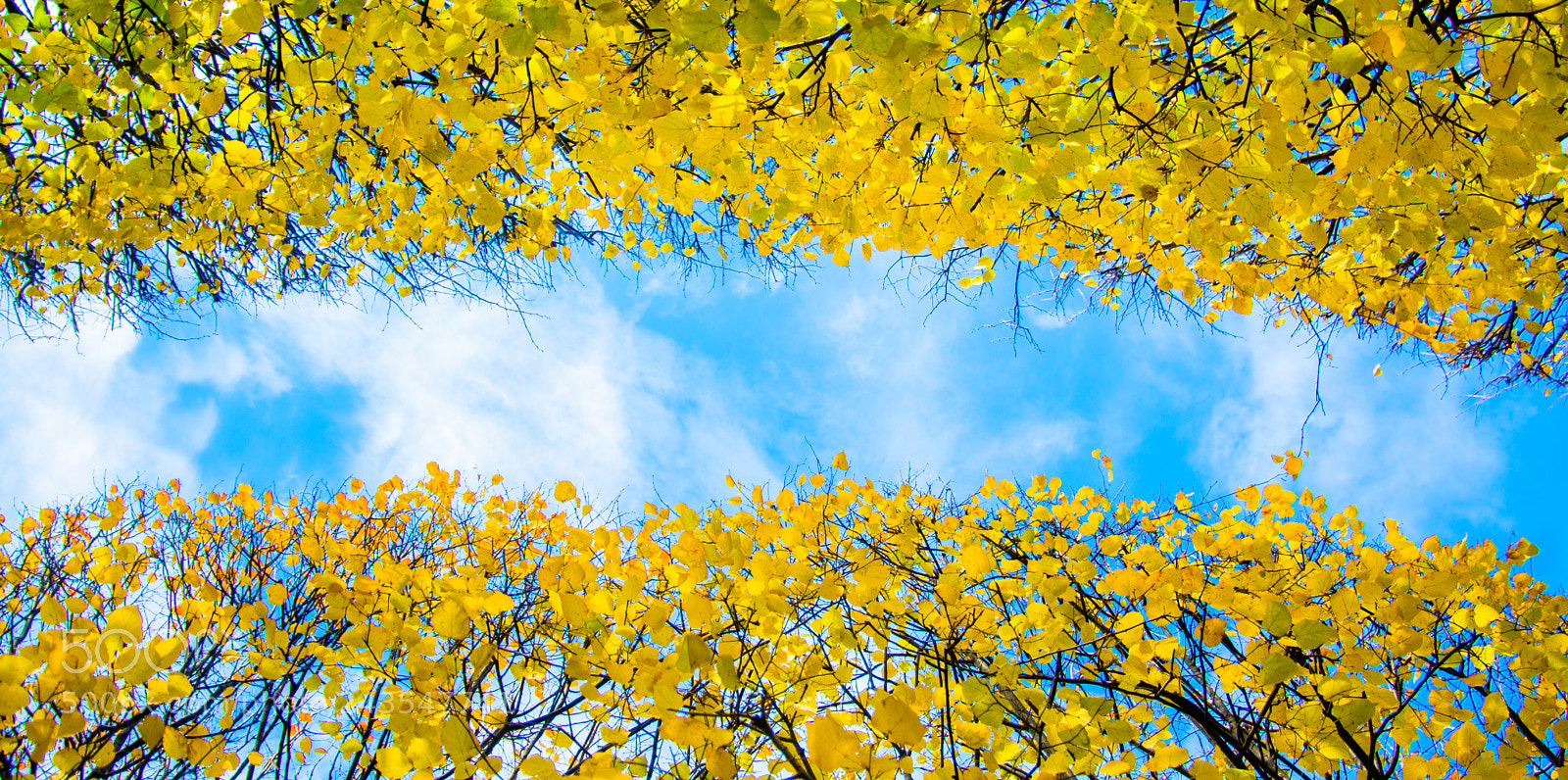 Nikon D7100 sample photo. River of gold photography