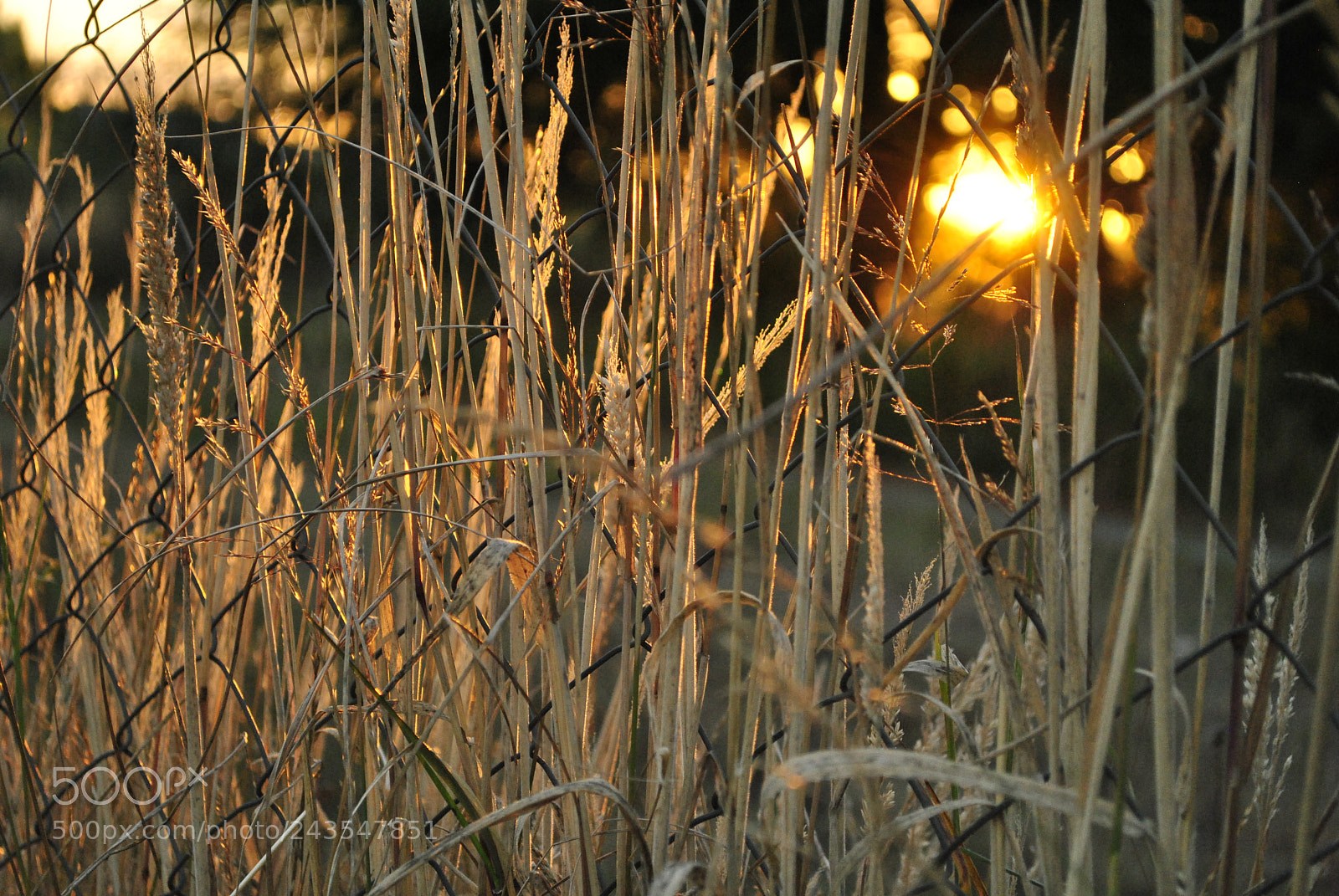 Nikon D3000 sample photo. Valdivia photography