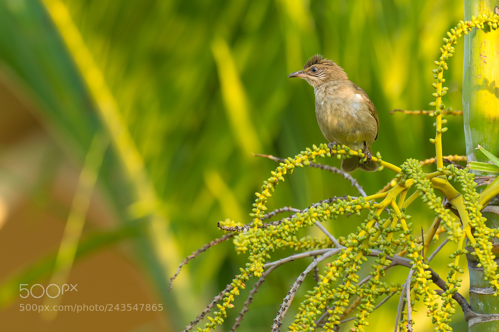 Olympus OM-D E-M1 Mark II sample photo. Thailand | brown-chested jungle flycatcher photography