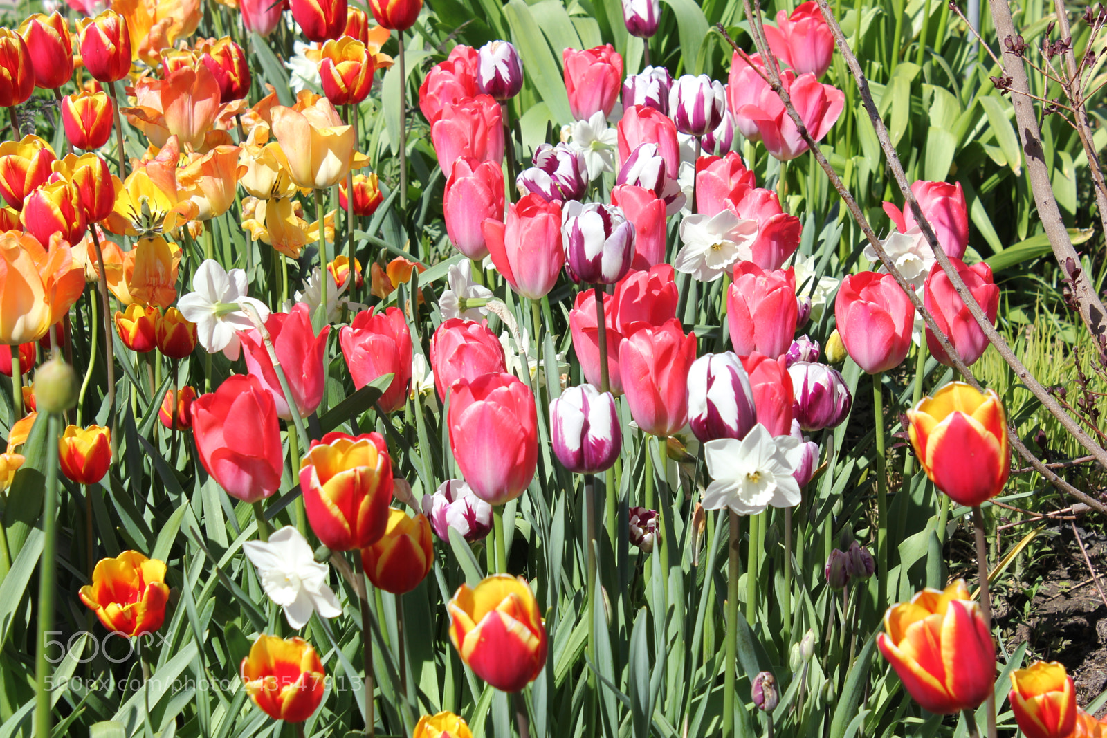 Canon EF-S 18-55mm F3.5-5.6 IS sample photo. Tulips edward's gardens, toronto photography