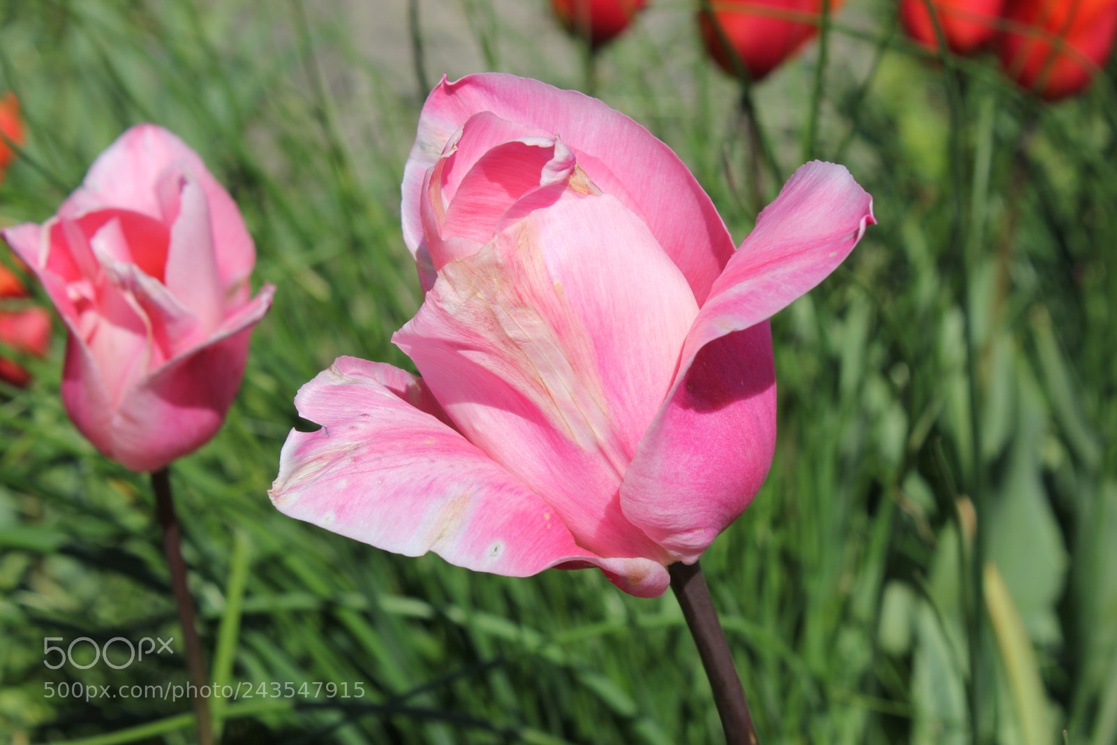 Canon EF-S 18-55mm F3.5-5.6 IS sample photo. Tulips edward's gardens, toronto photography