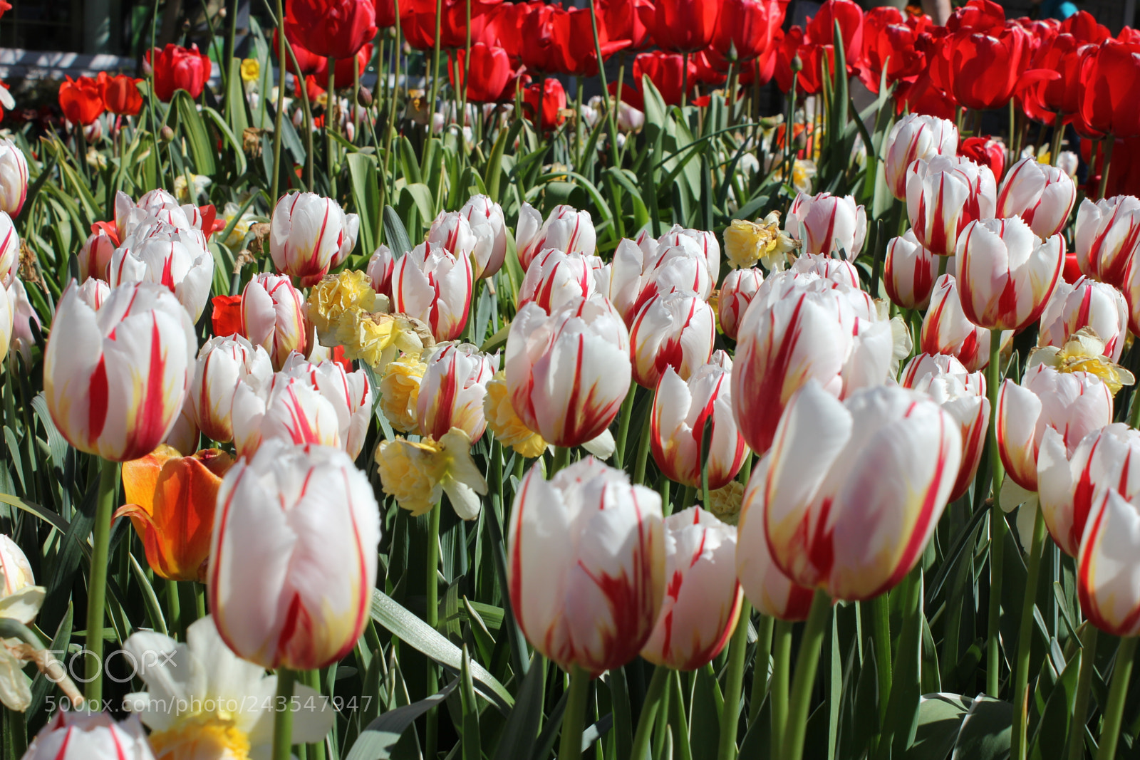 Canon EF-S 18-55mm F3.5-5.6 IS sample photo. Tulips edward's gardens, toronto photography