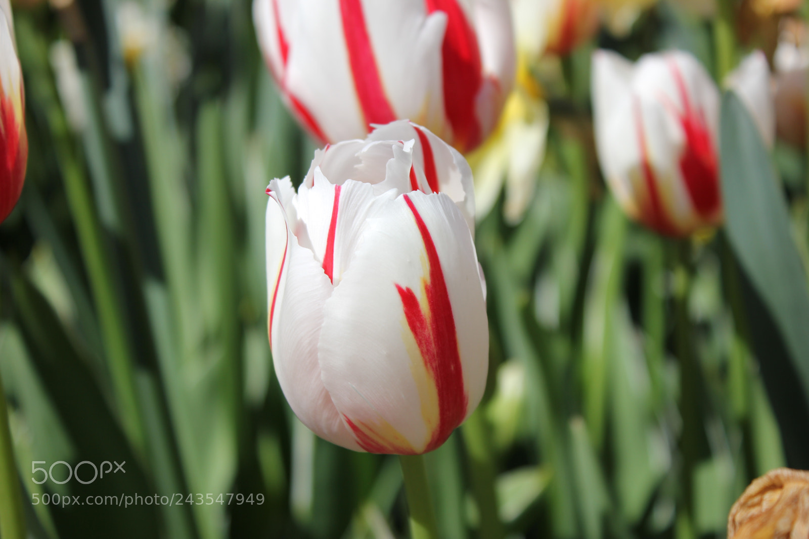 Canon EF-S 18-55mm F3.5-5.6 IS sample photo. Tulips edward's gardens, toronto photography