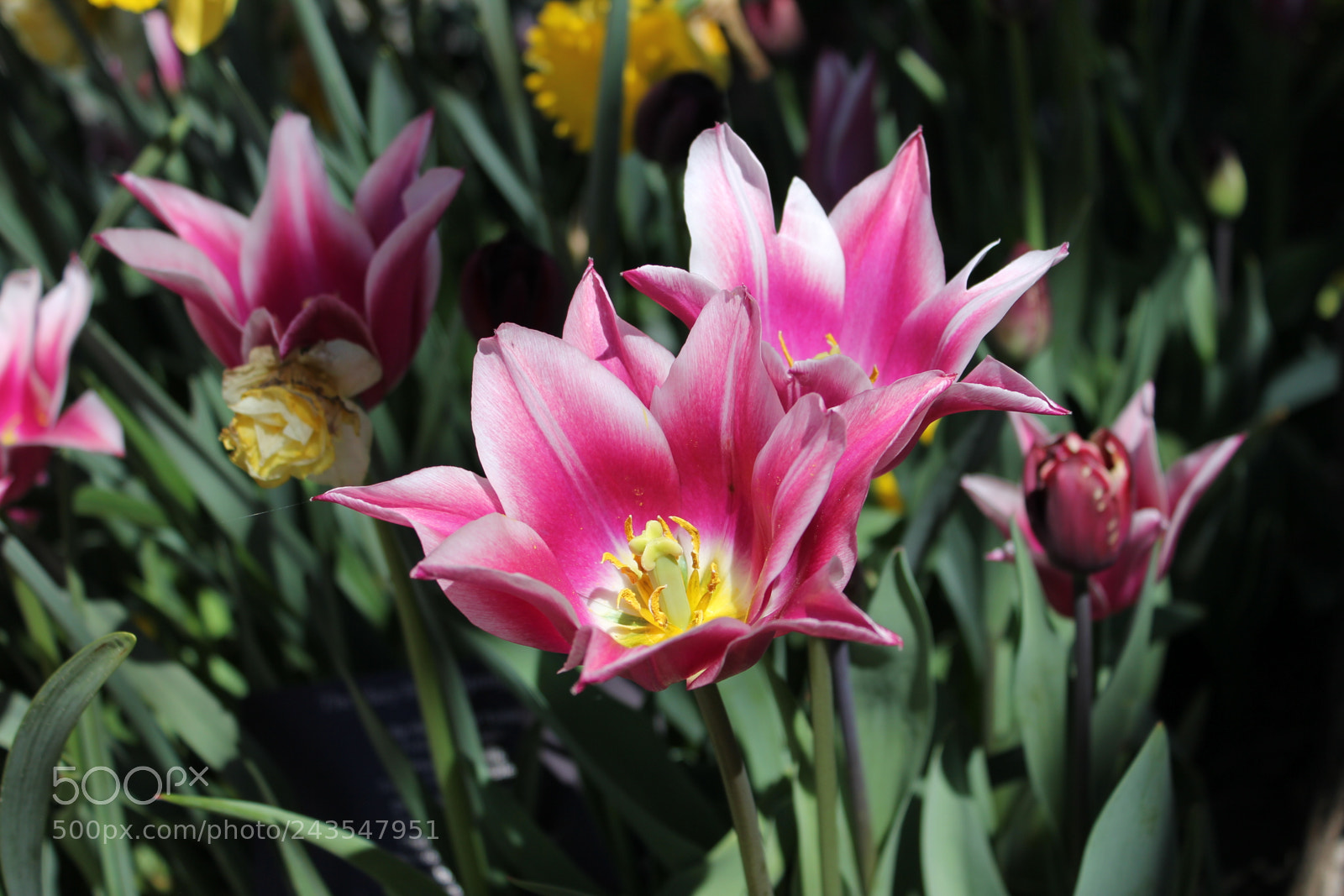 Canon EF-S 18-55mm F3.5-5.6 IS sample photo. Tulips edward's gardens, toronto photography