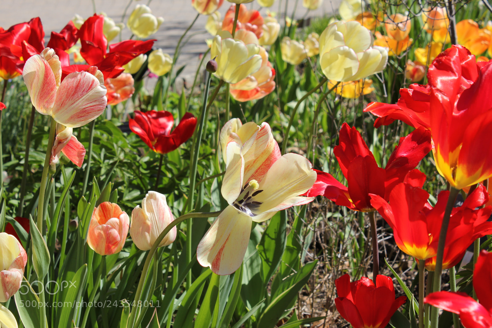 Canon EF-S 18-55mm F3.5-5.6 IS sample photo. Tulips edward's gardens, toronto photography