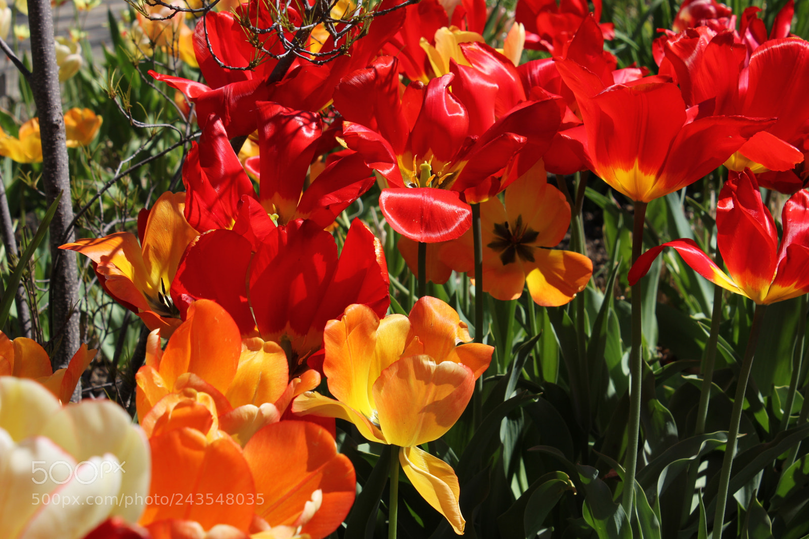 Canon EF-S 18-55mm F3.5-5.6 IS sample photo. Tulips edward's gardens, toronto photography