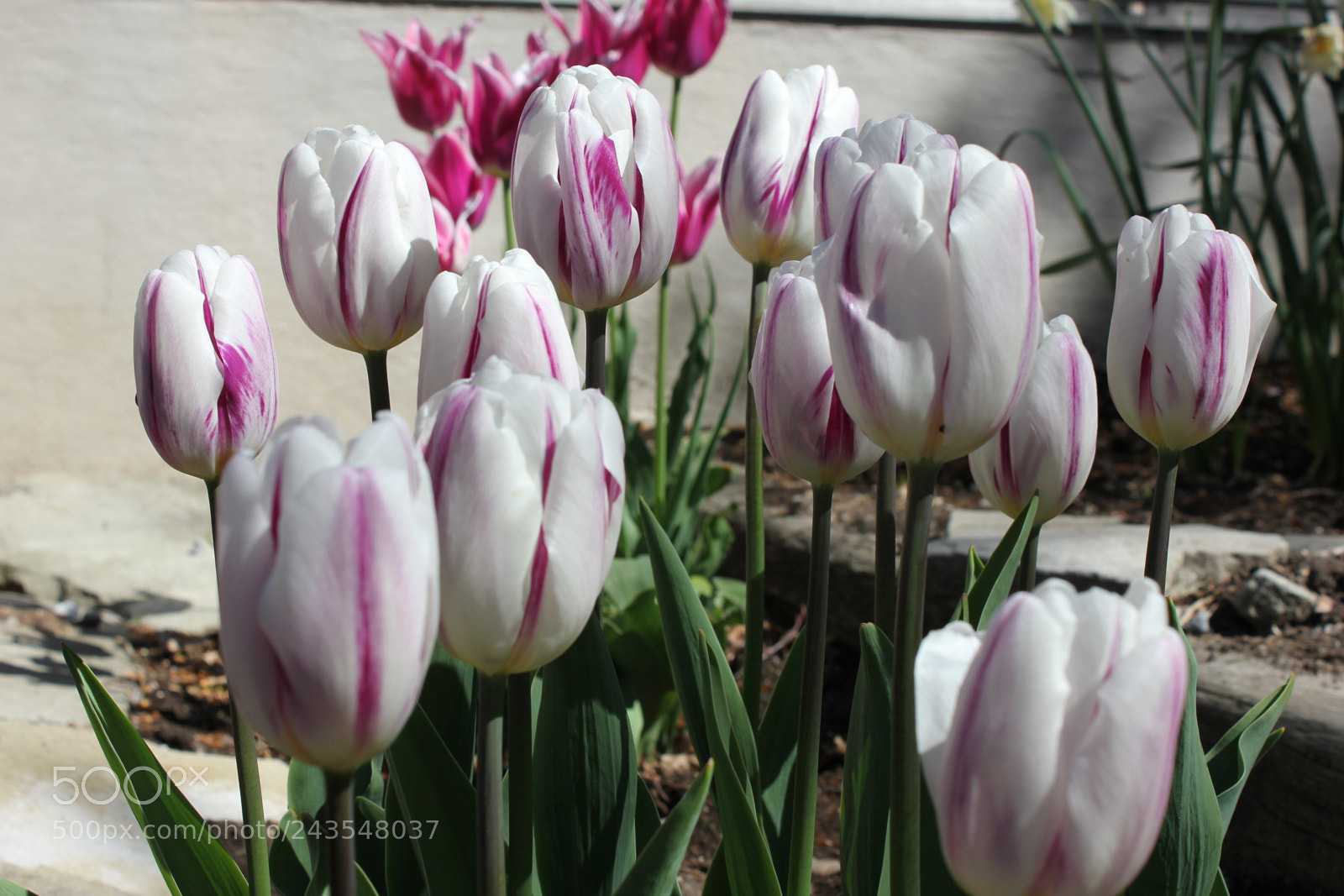 Canon EF-S 18-55mm F3.5-5.6 IS sample photo. Tulips edward's gardens, toronto photography