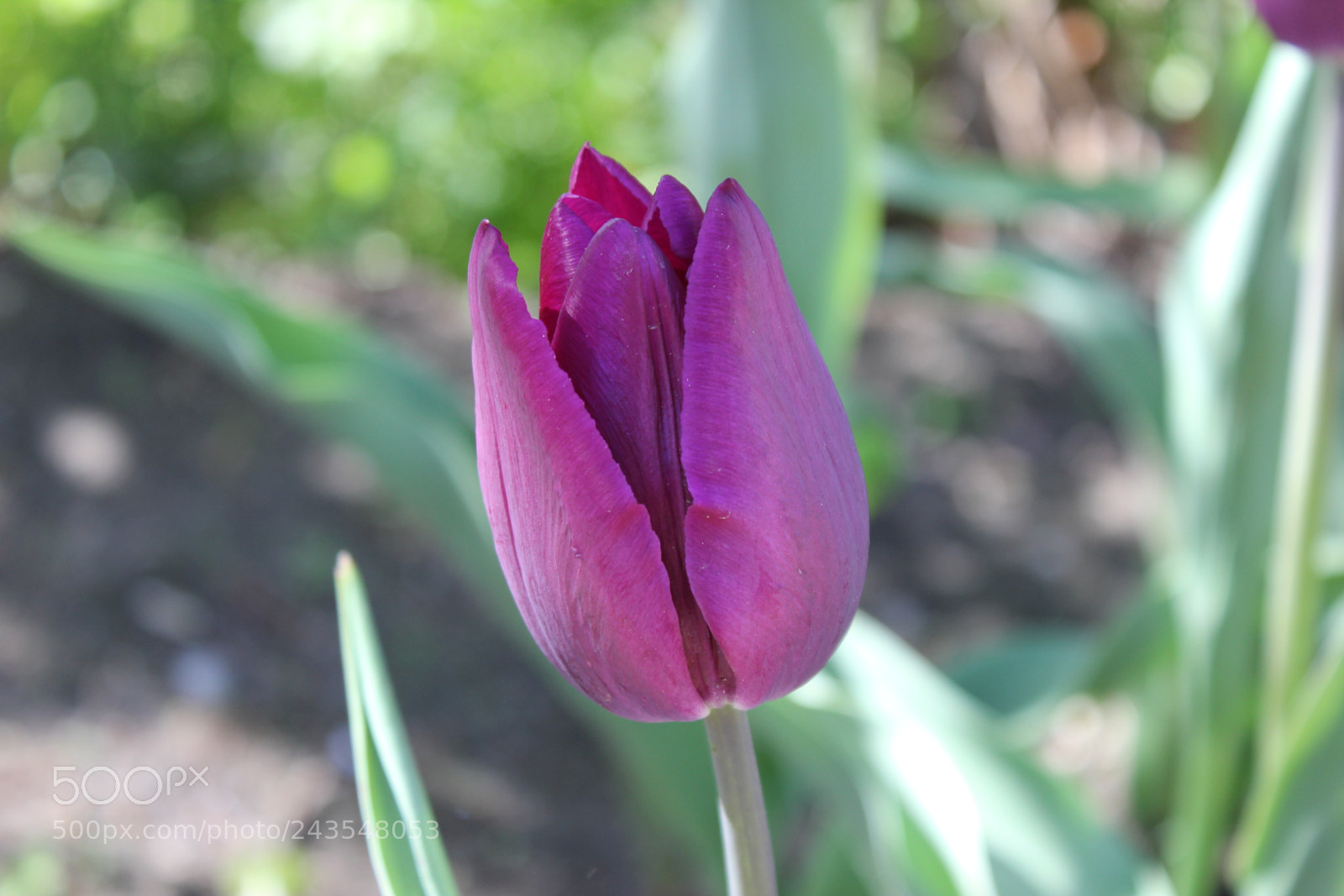 Canon EF-S 18-55mm F3.5-5.6 IS sample photo. Tulips edward's gardens, toronto photography