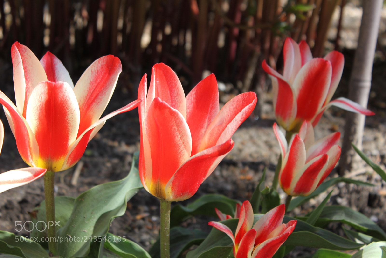 Canon EF-S 18-55mm F3.5-5.6 IS sample photo. Tulips edward's gardens, toronto photography