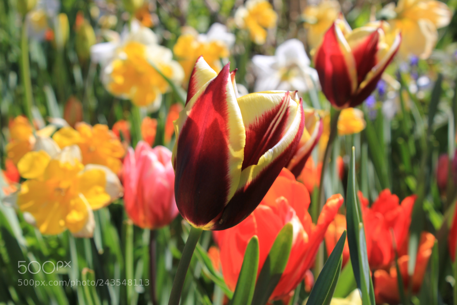 Canon EF-S 18-55mm F3.5-5.6 IS sample photo. Tulips edward's gardens, toronto photography