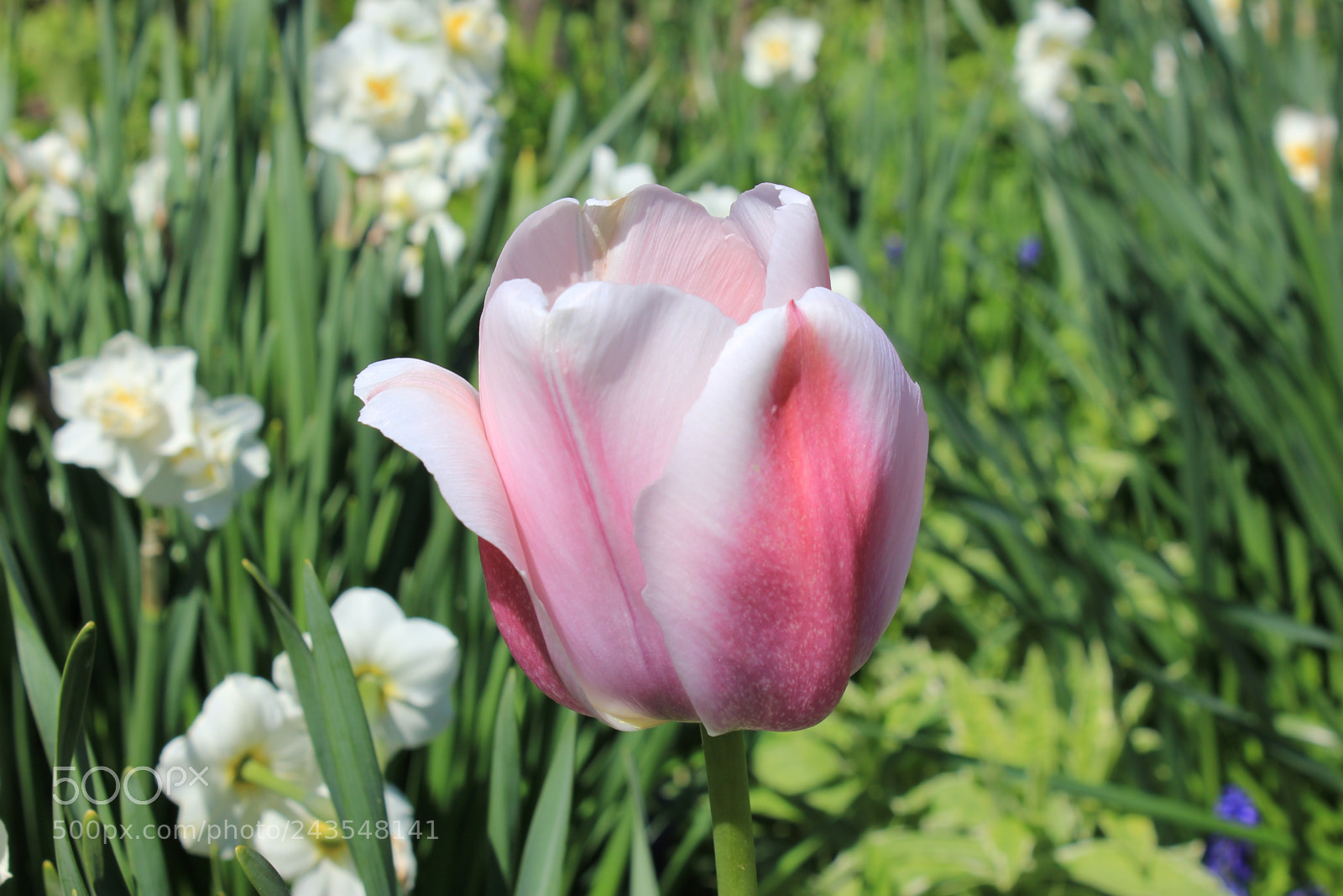 Canon EF-S 18-55mm F3.5-5.6 IS sample photo. Tulips edward's gardens, toronto photography