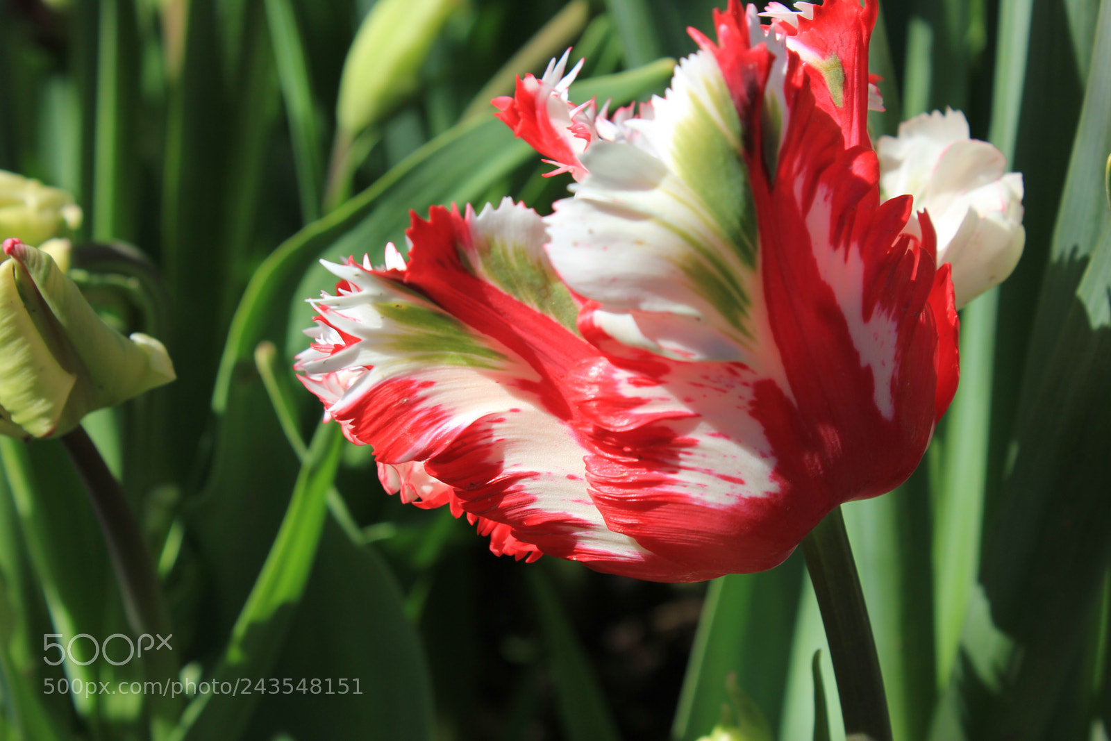 Canon EF-S 18-55mm F3.5-5.6 IS sample photo. Tulips edward's gardens, toronto photography