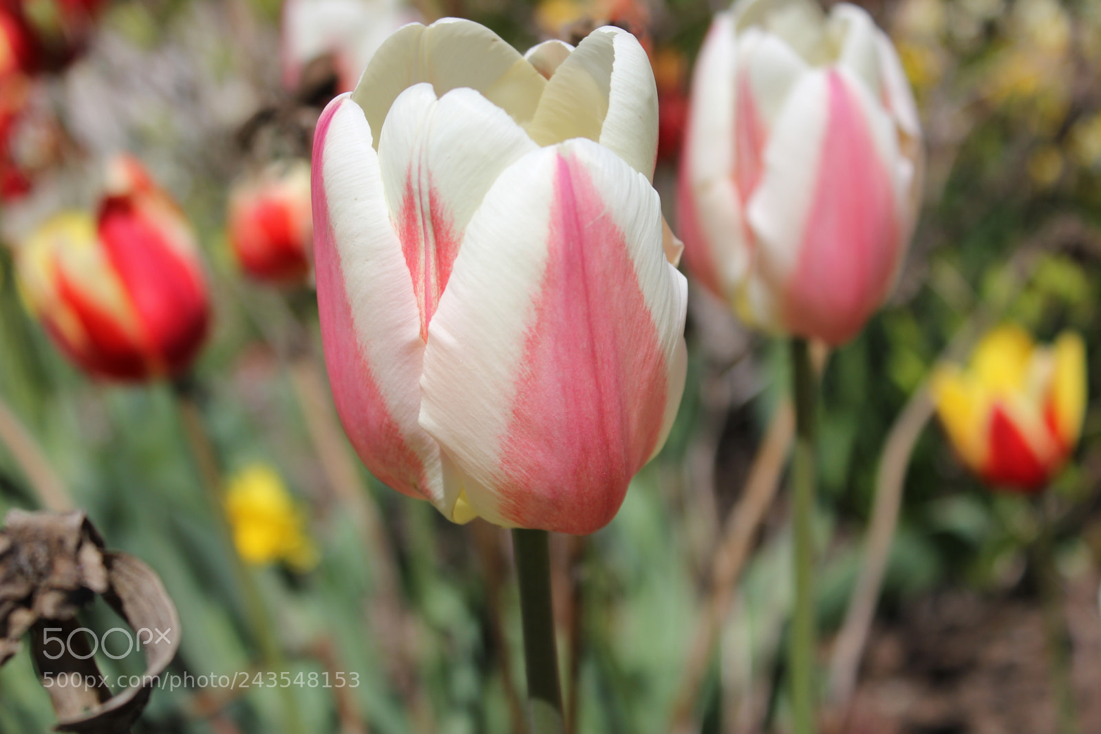 Canon EF-S 18-55mm F3.5-5.6 IS sample photo. Tulips edward's gardens, toronto photography