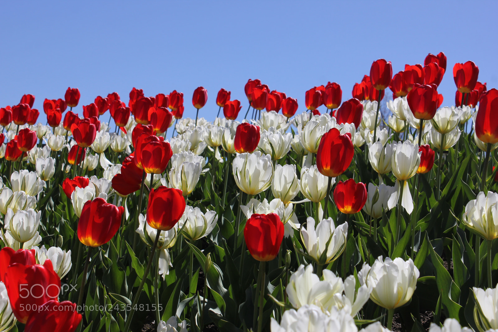 Canon EF-S 18-55mm F3.5-5.6 IS sample photo. Tulips edward's gardens, toronto photography
