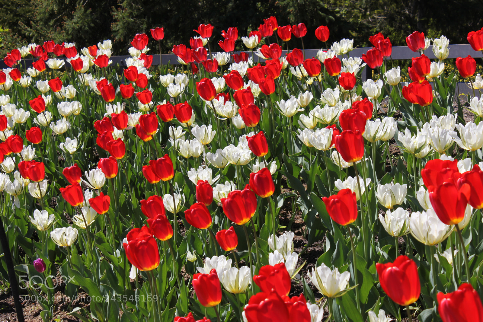 Canon EF-S 18-55mm F3.5-5.6 IS sample photo. Tulips edward's gardens, toronto photography