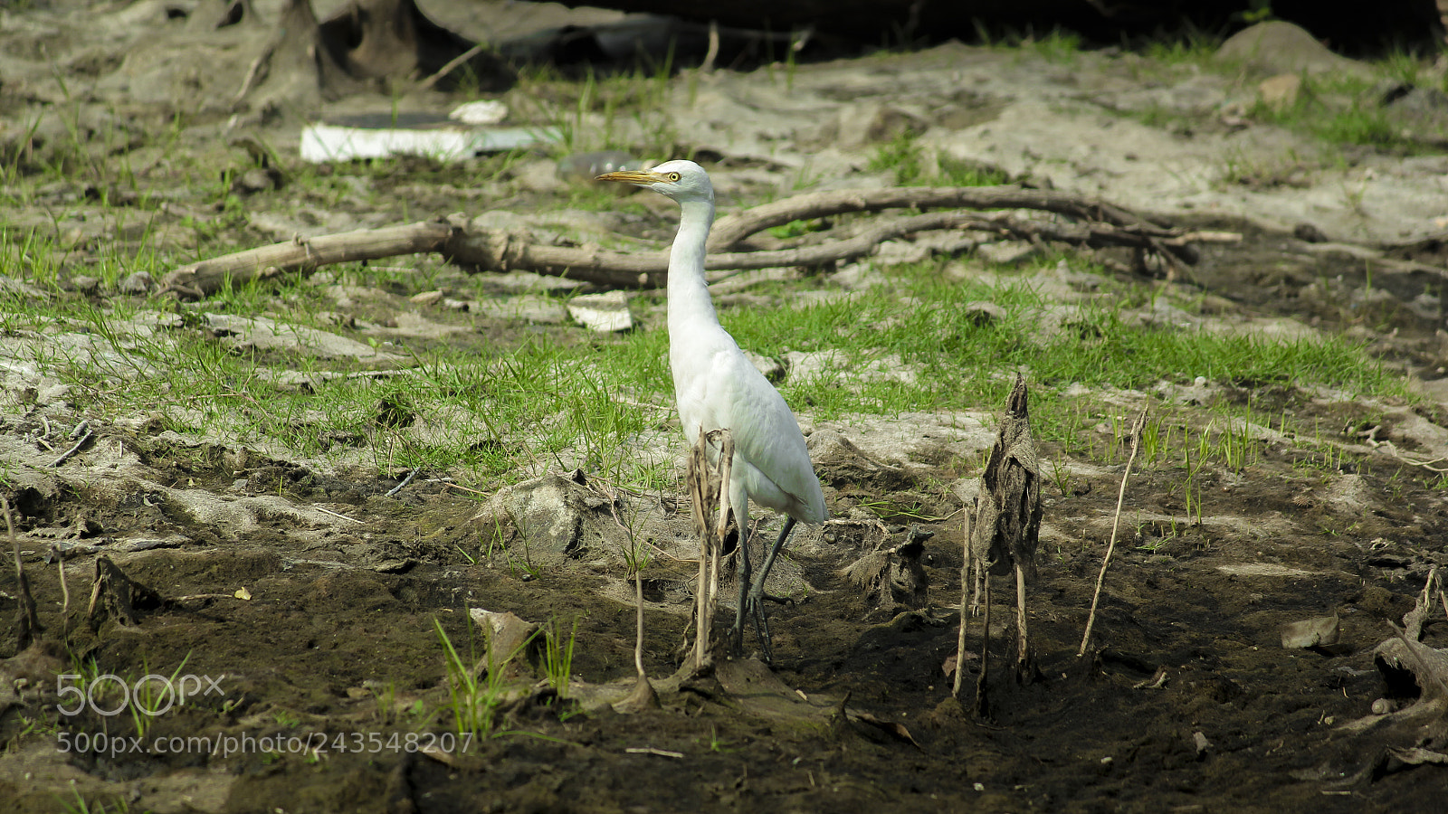 Canon EOS 60D sample photo. Egret photography