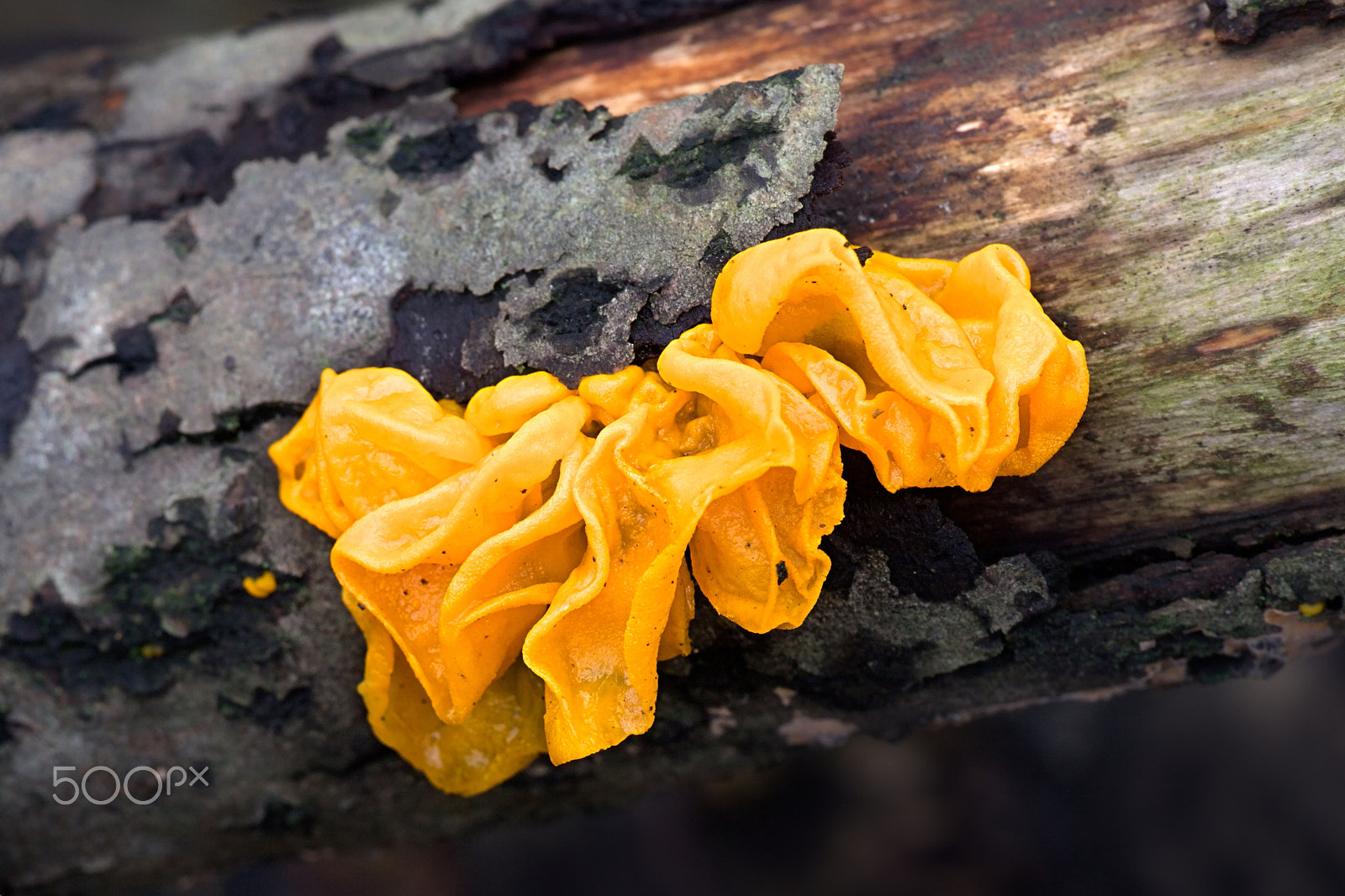 Canon EF 100mm F2.8L Macro IS USM sample photo. Yellow brain fungus, also known as golden jelly fungus, yellow trembler, and witches' butter photography