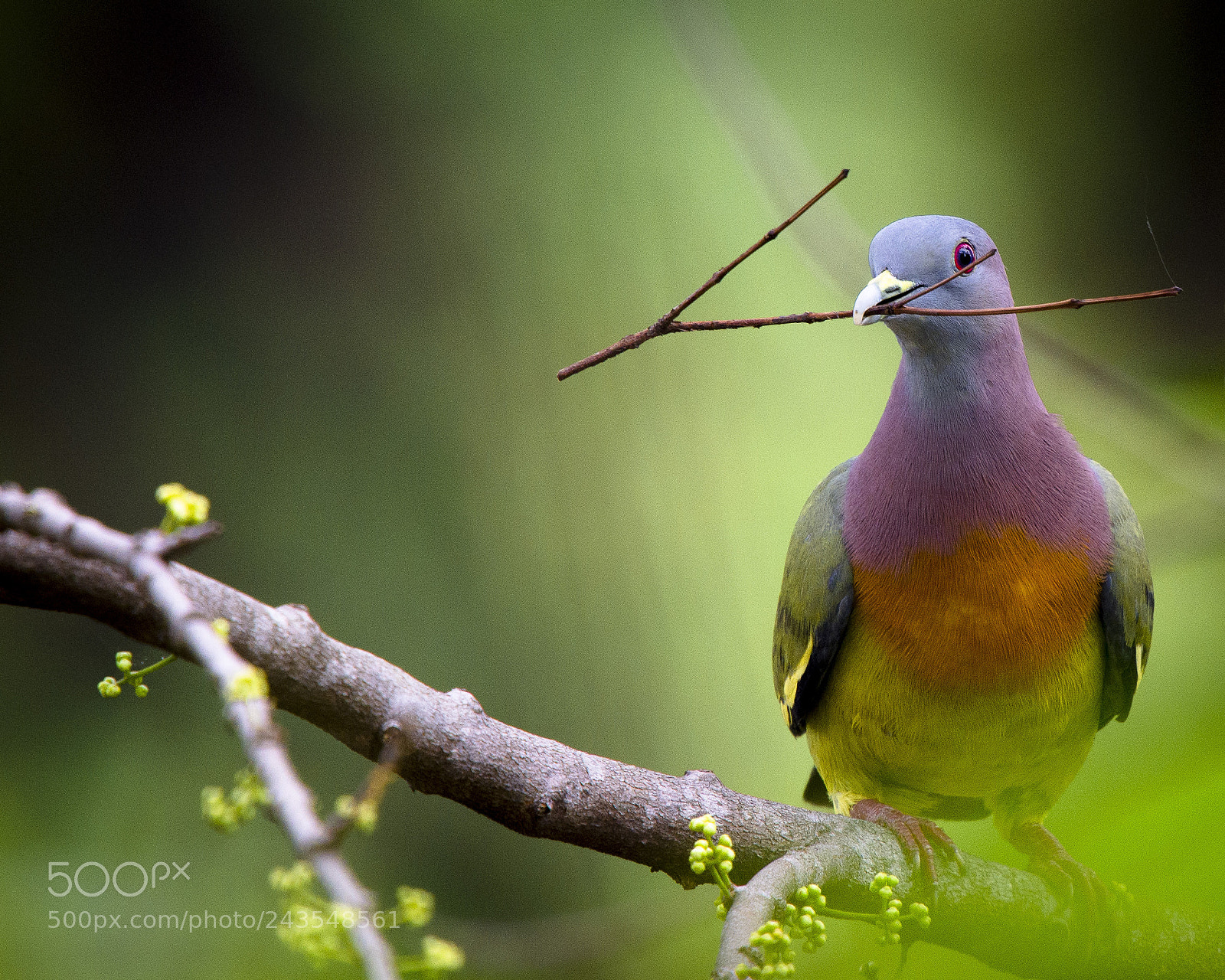 Nikon D7200 sample photo. Green pigeon covered in photography