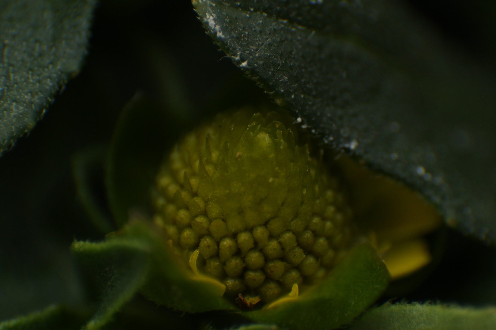 Canon EF-S 17-85mm F4-5.6 IS USM sample photo. Green flower photography