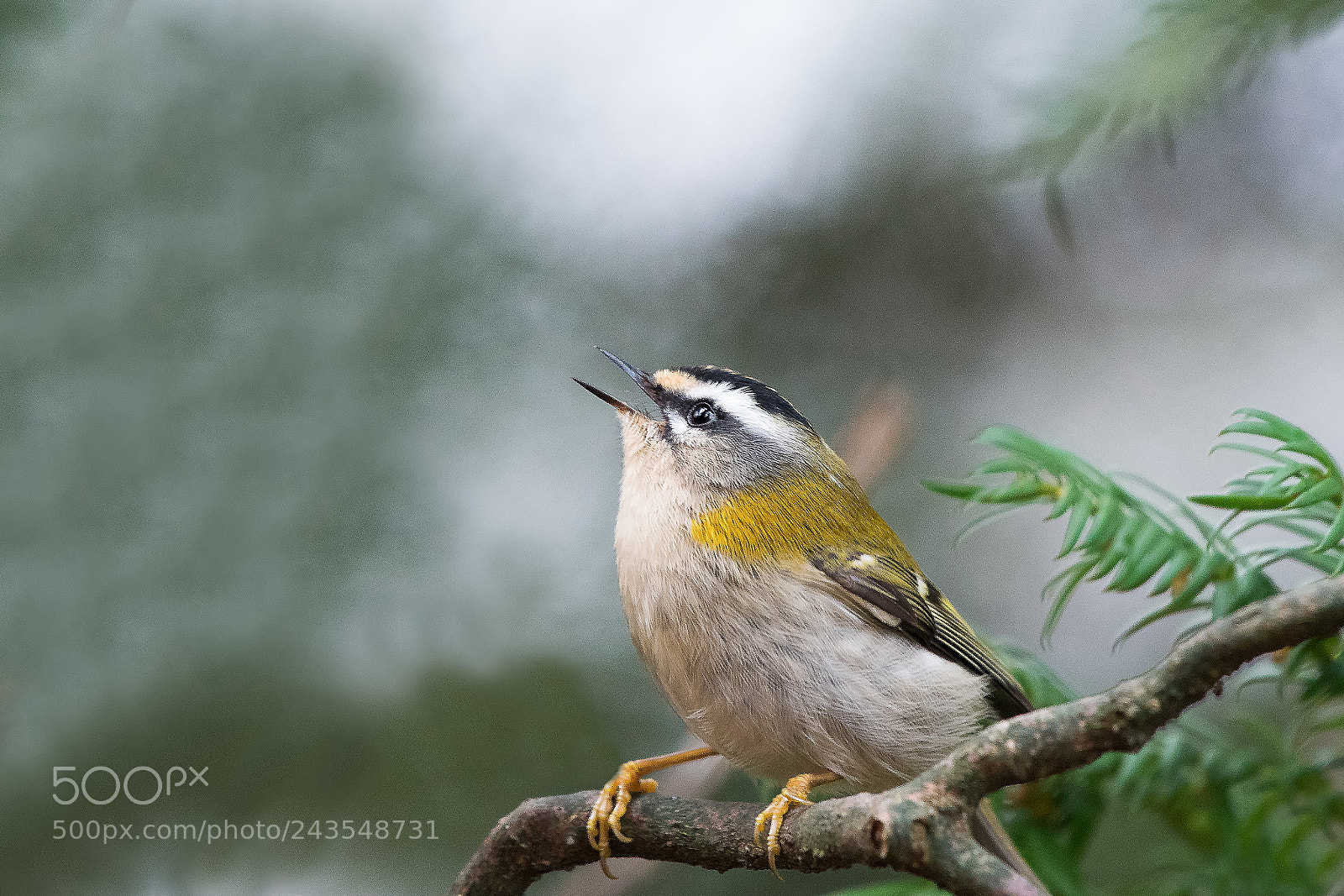 Nikon D500 sample photo. Goldcrest... photography