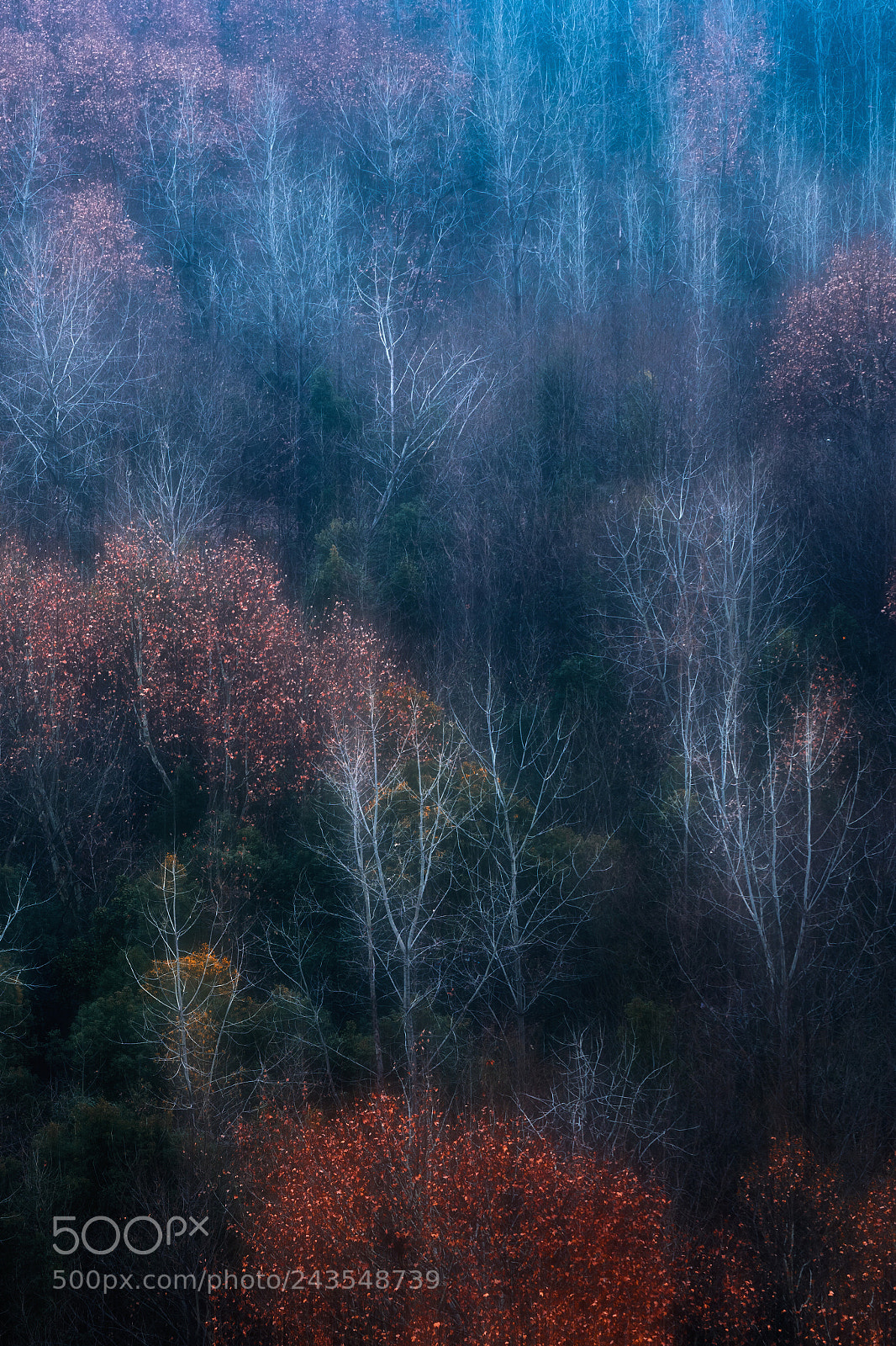 Sony a7R II sample photo. The tree in the photography