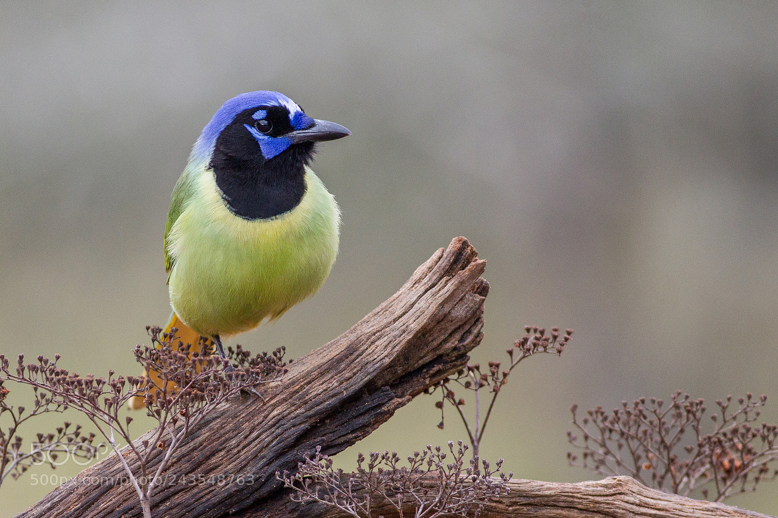 Canon EOS-1D Mark IV sample photo. Green jay photography