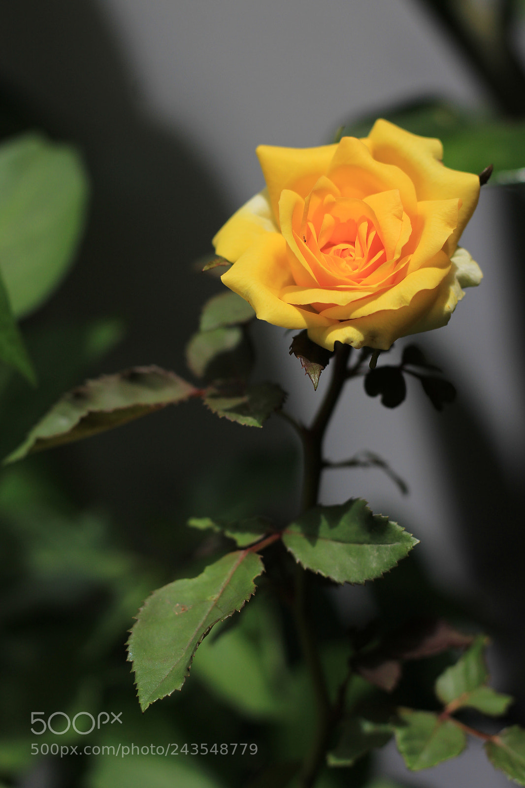 Canon EOS 1200D (EOS Rebel T5 / EOS Kiss X70 / EOS Hi) sample photo. Untitled photography