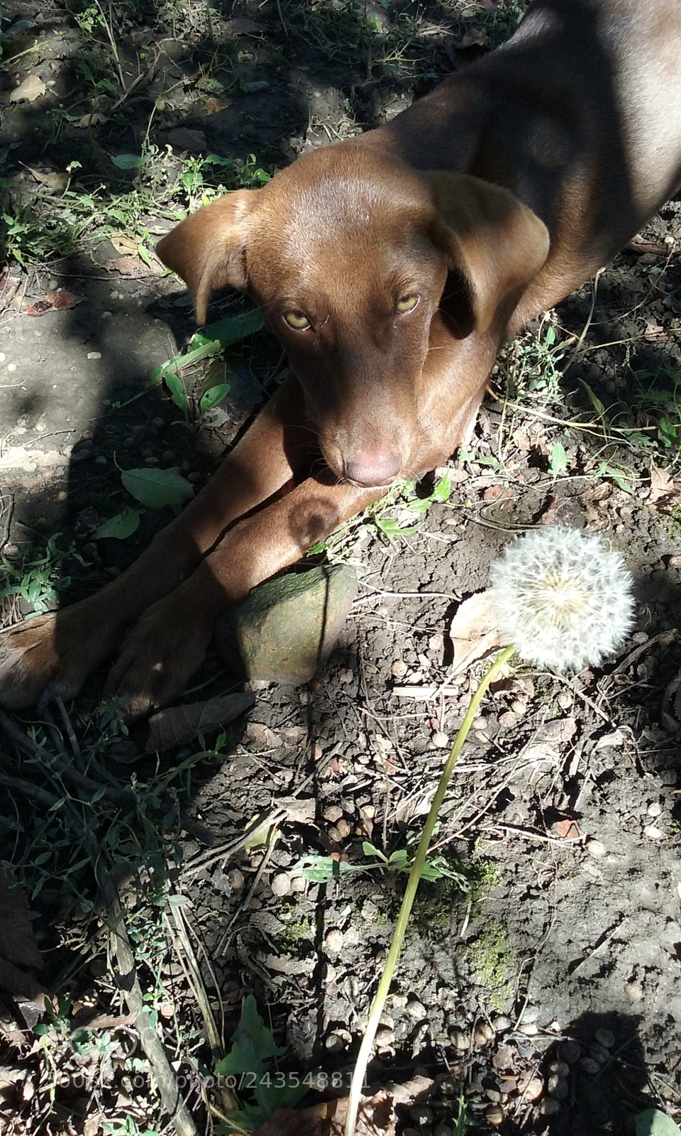 Samsung Galaxy Core Prime sample photo. Dog & dandelion photography