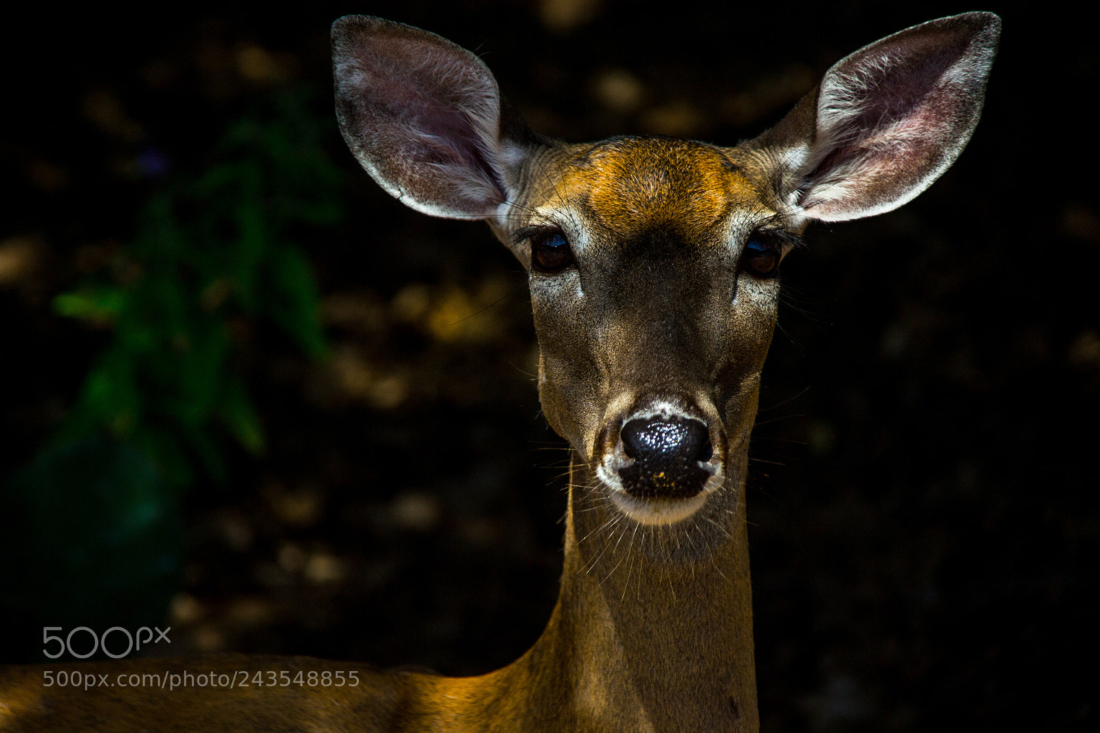 Nikon D3100 sample photo. Deer portrait photography