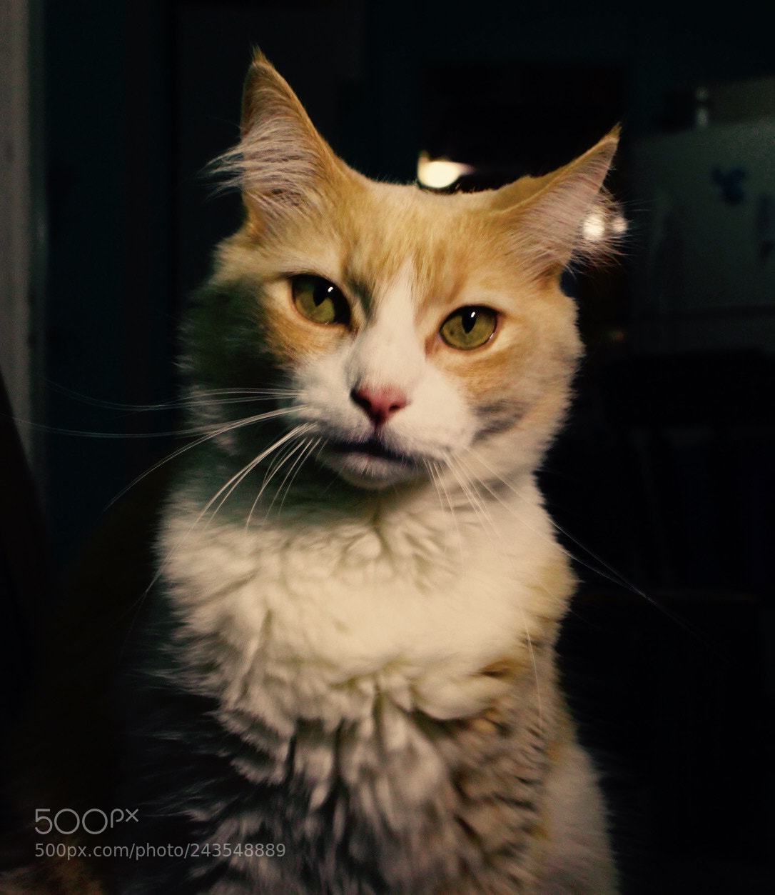 Canon EOS 1300D (EOS Rebel T6 / EOS Kiss X80) sample photo. Mushu the cat photography