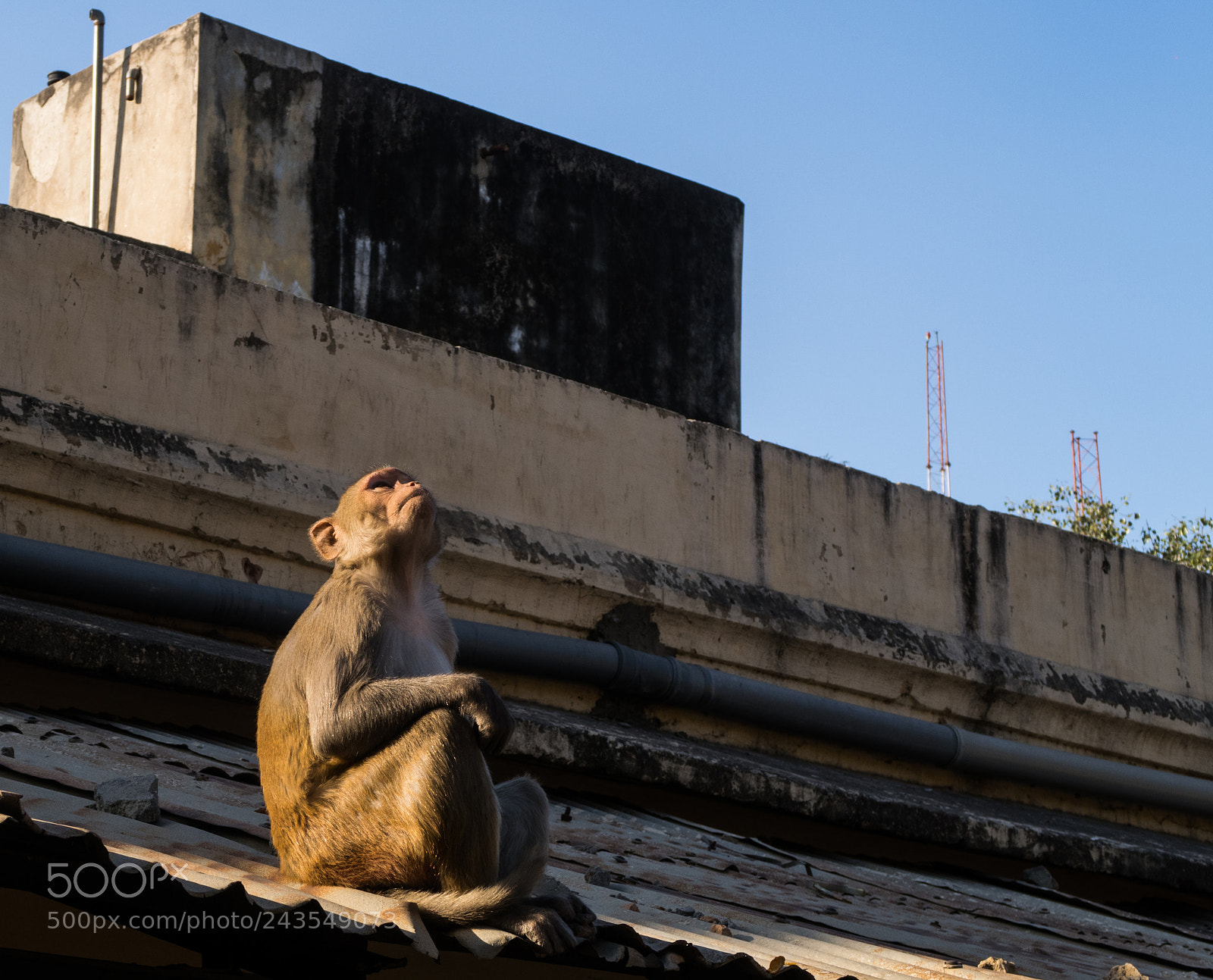 Canon PowerShot G7 X Mark II sample photo. "where is the jungle?" photography