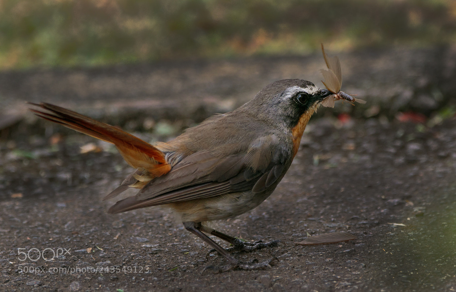 Canon EOS 7D Mark II sample photo. Flying ants feast 01 photography
