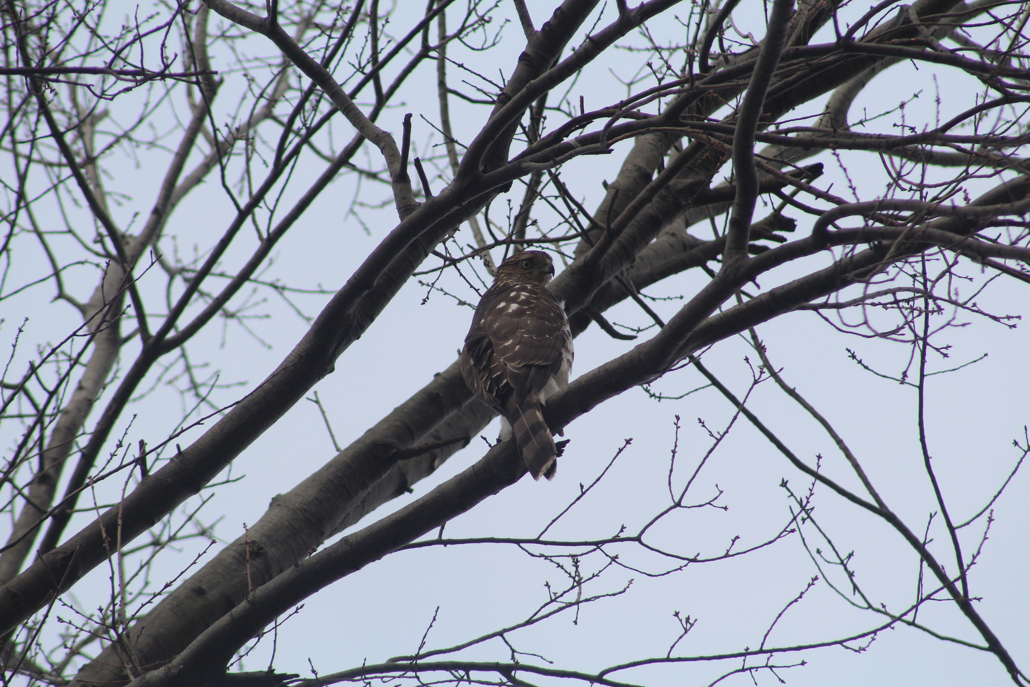 Canon EOS 1300D (EOS Rebel T6 / EOS Kiss X80) + EF75-300mm f/4-5.6 sample photo. Hawk in tree photography