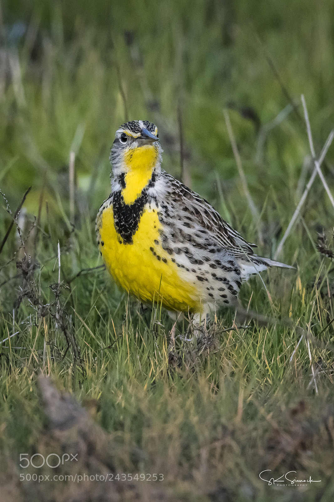 Nikon D850 sample photo. Western meadowlark photography
