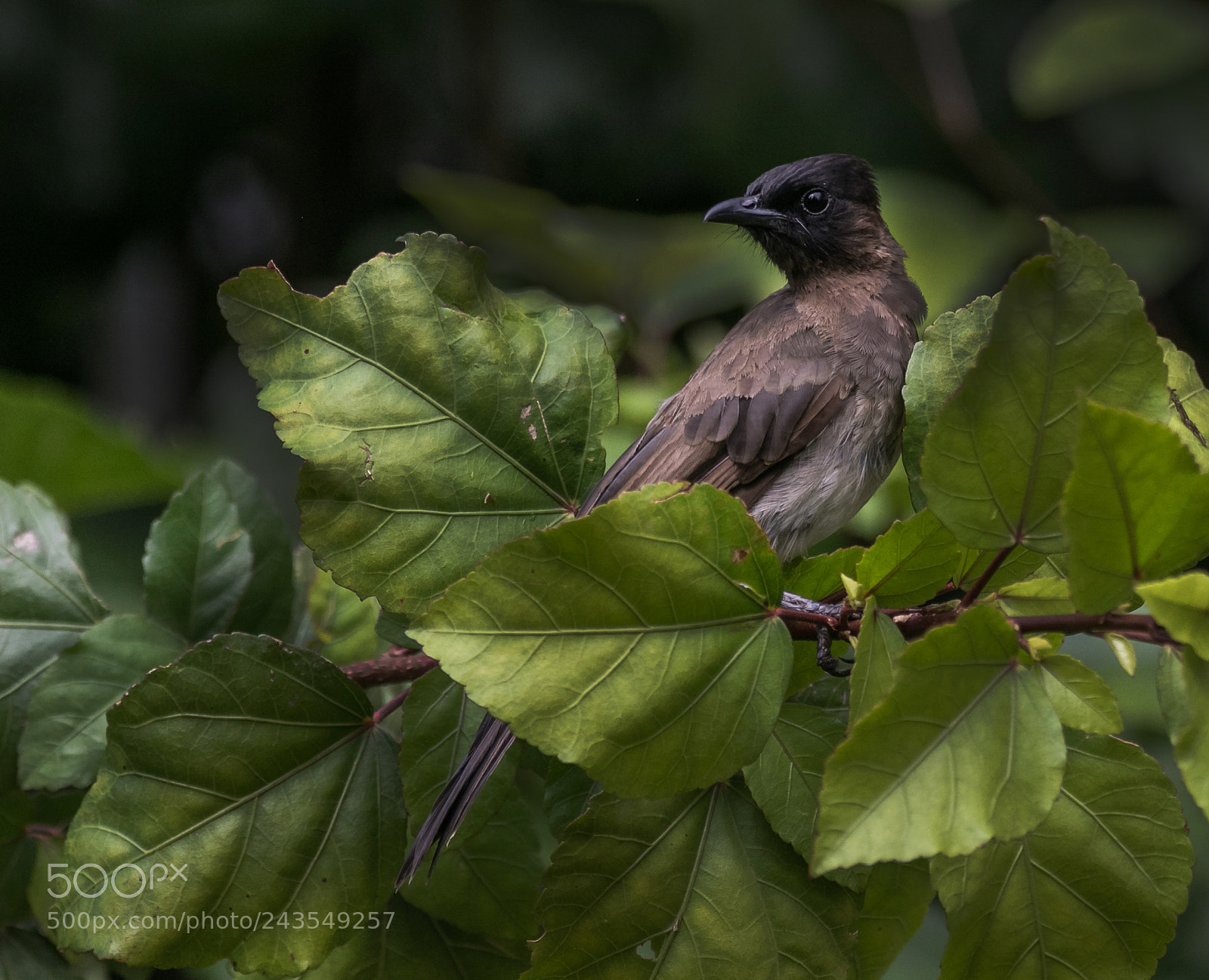 Canon EOS 7D Mark II sample photo. Amongst the leaves photography