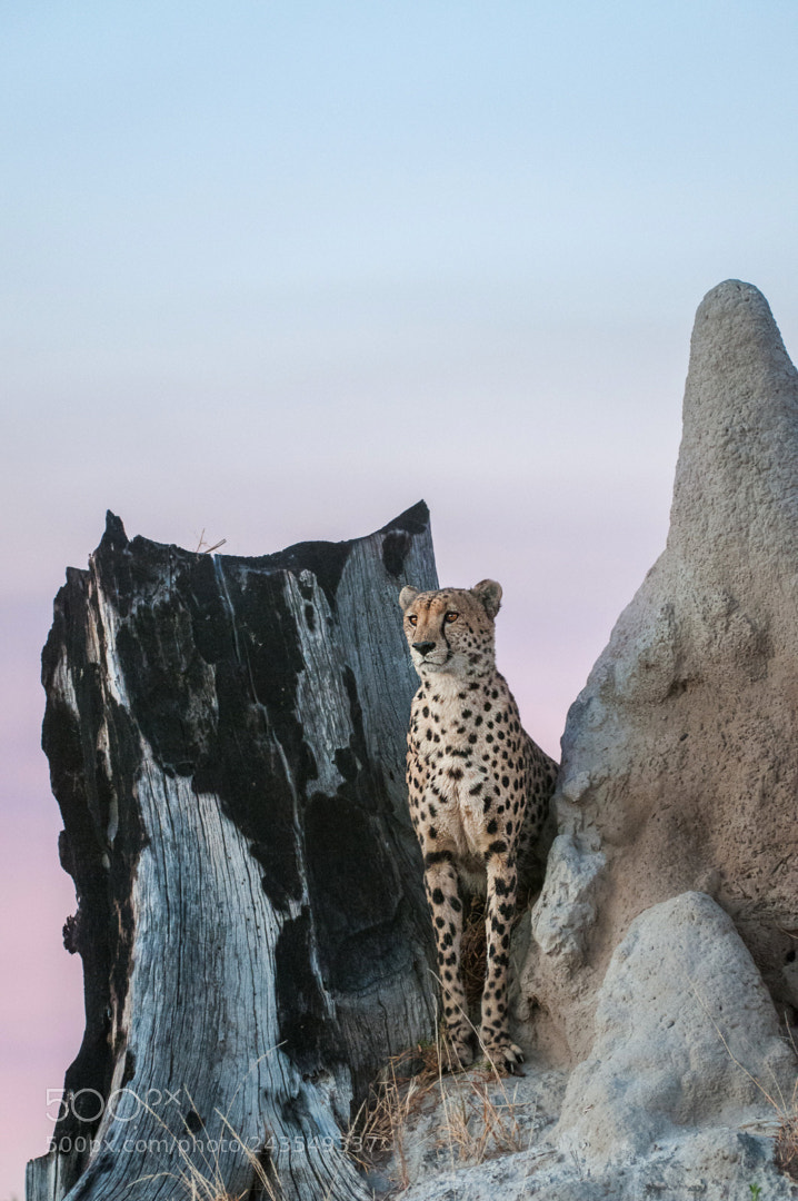 Nikon D300 sample photo. Cheetah on termite mound photography