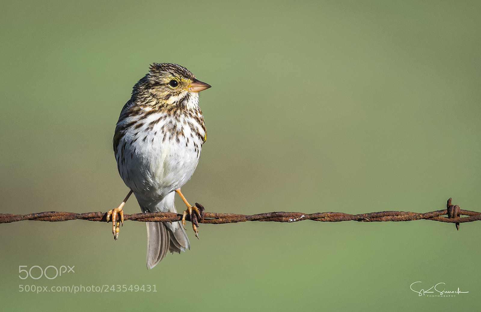 Nikon D850 sample photo. Savannah sparrow photography